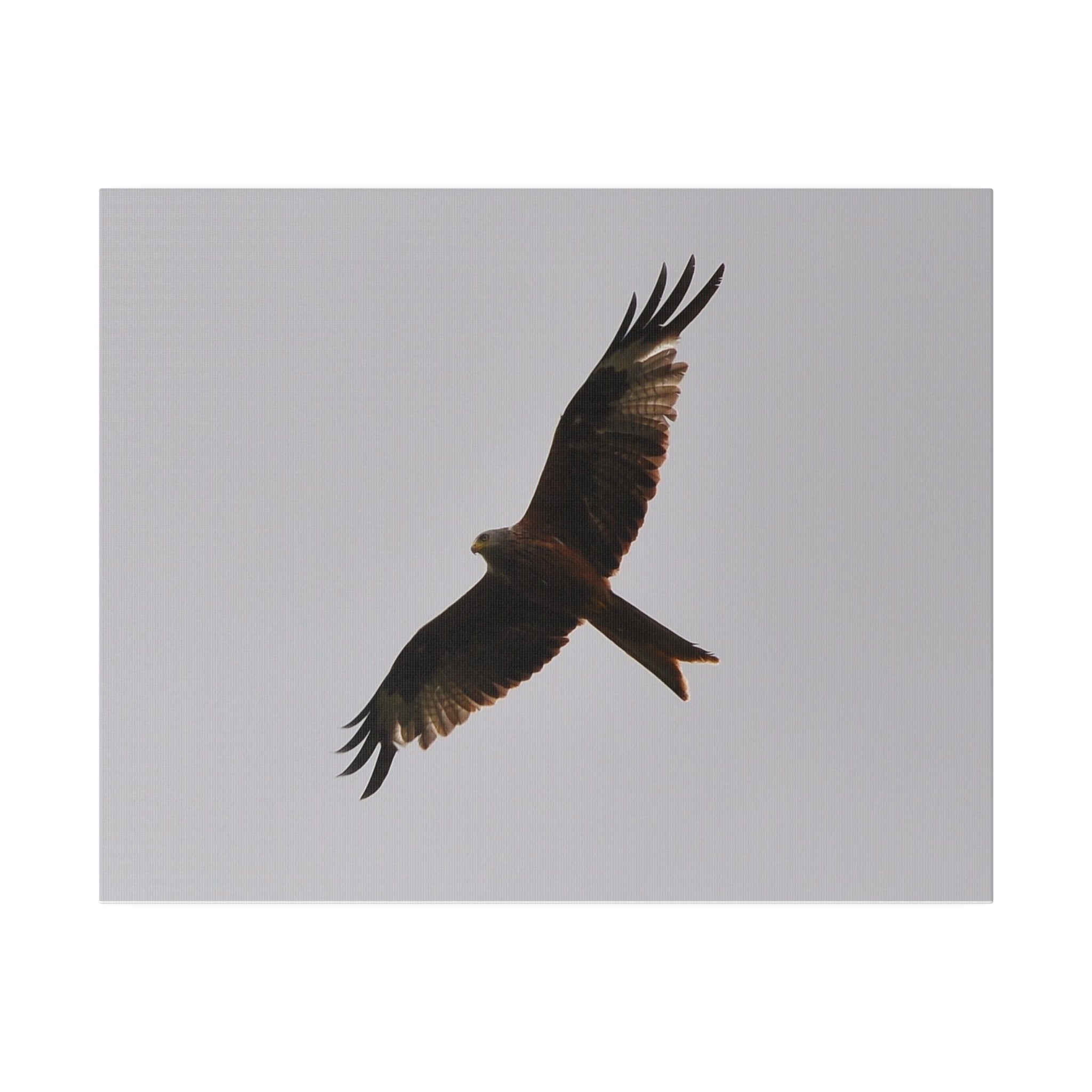 Hawk Flying, Wings Wide Open Canvas - The Trio Synergize Group