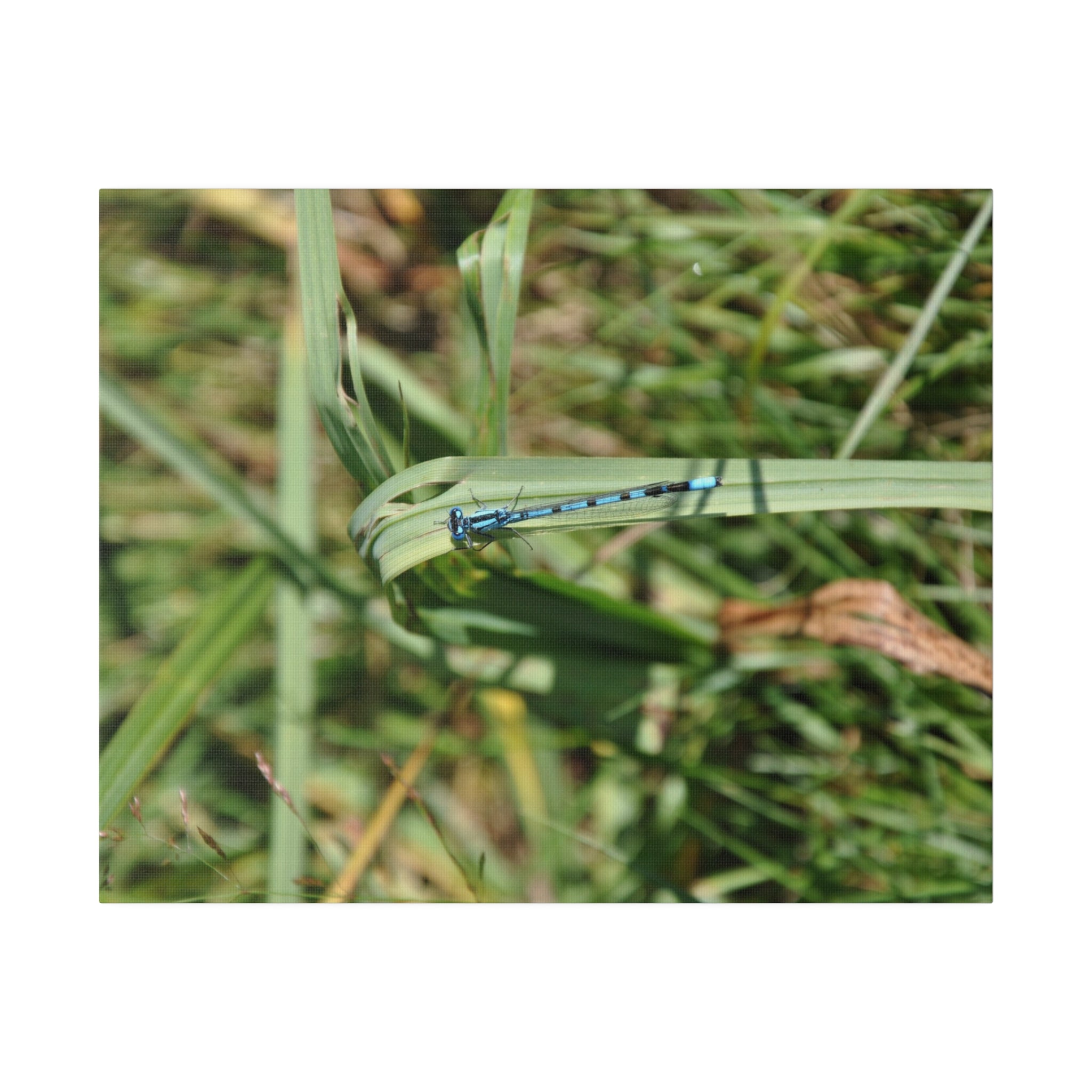 Blue Damselfly Resting On Grass From The Right Canvas - The Trio Synergize Group