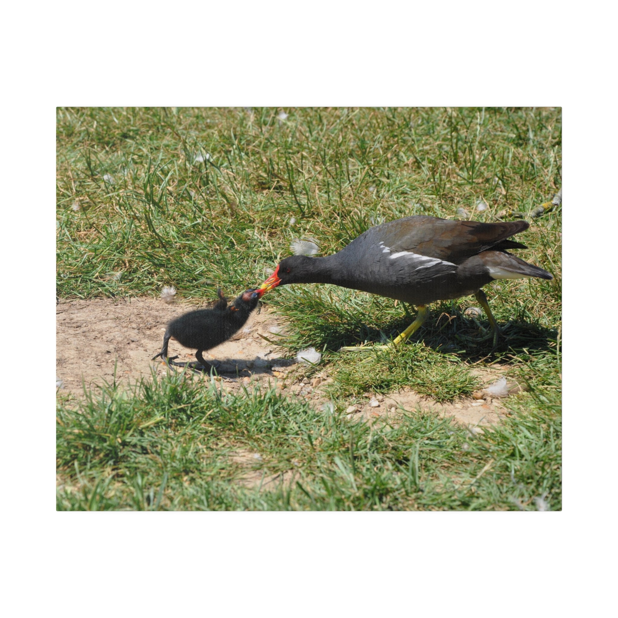 Mother Moorhen Feeding Her Chick With It's Wings Up Canvas - The Trio Synergize Group