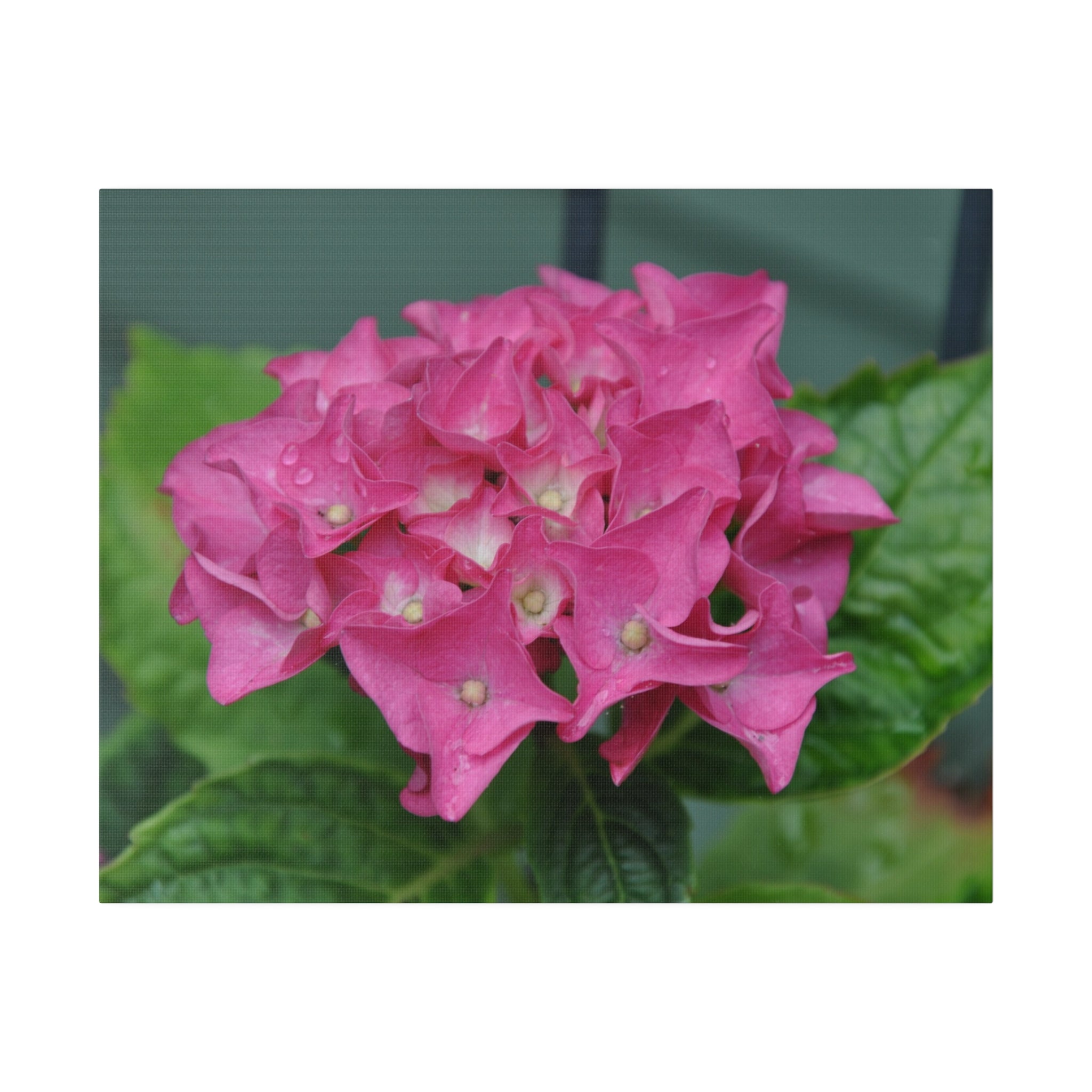 Pink Hydrangea Macrophylla Close Up Canvas - The Trio Synergize Group