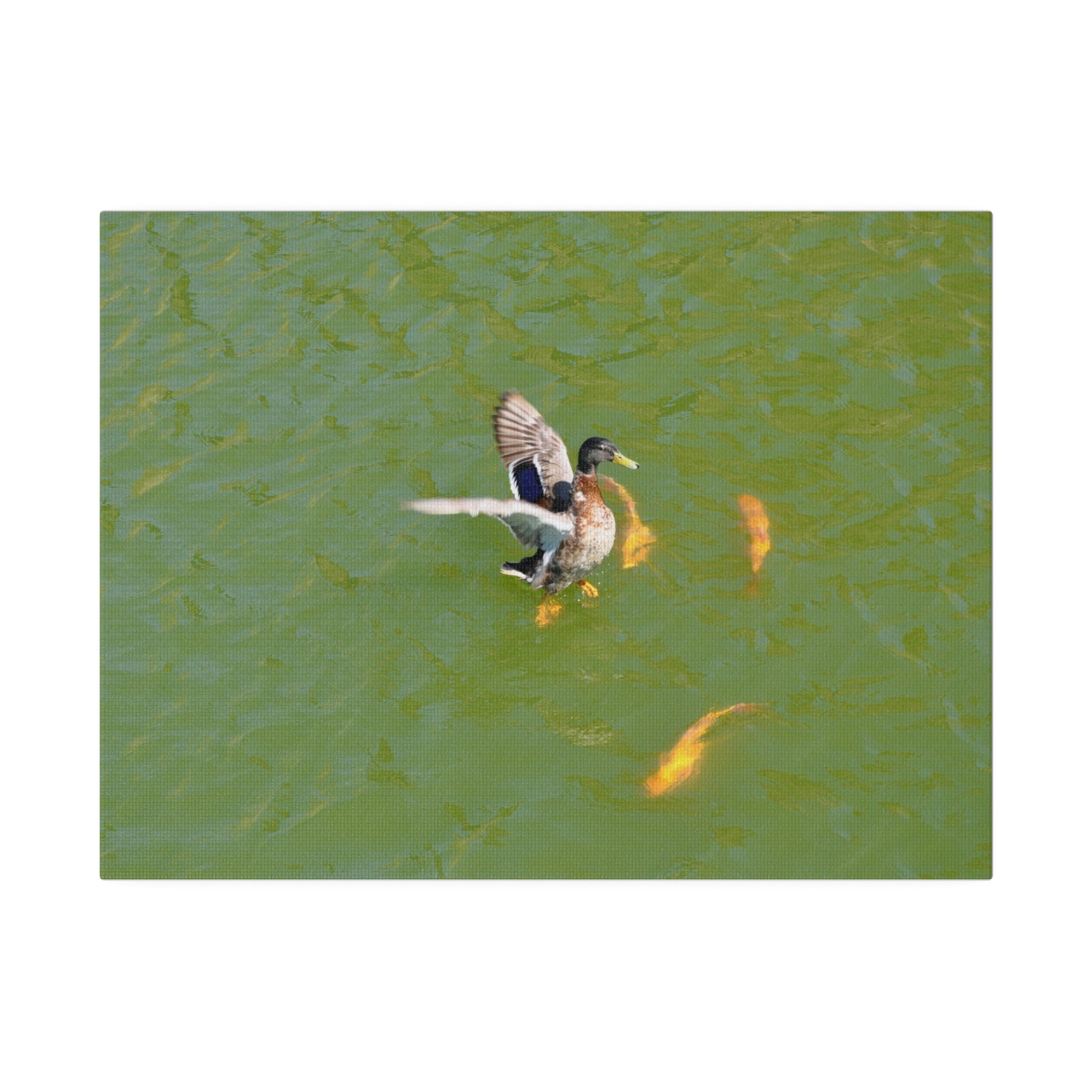 Male Duck Flapping It's Wings And Fish Canvas - The Trio Synergize Group