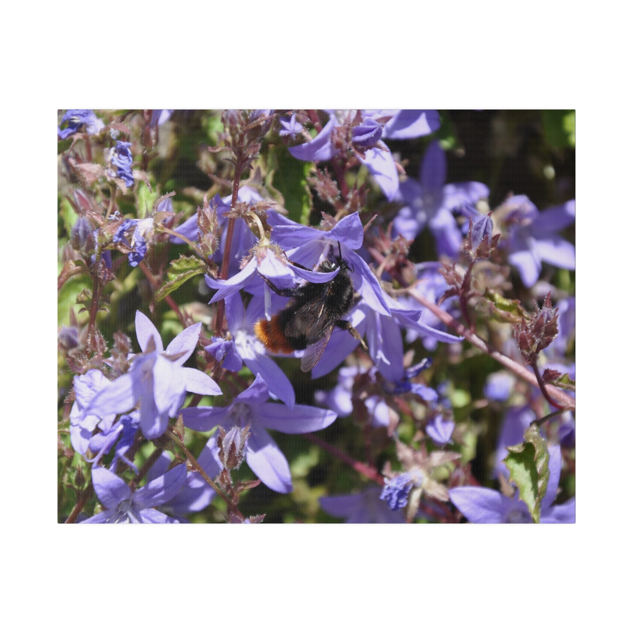 Bumblebee On Light Purple Campanulas Canvas - The Trio Synergize Group