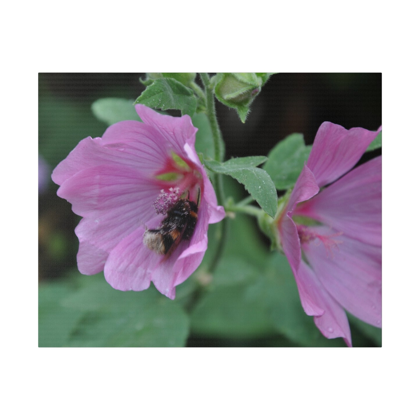 Bumblebee Inside A Purple Flower Canvas
