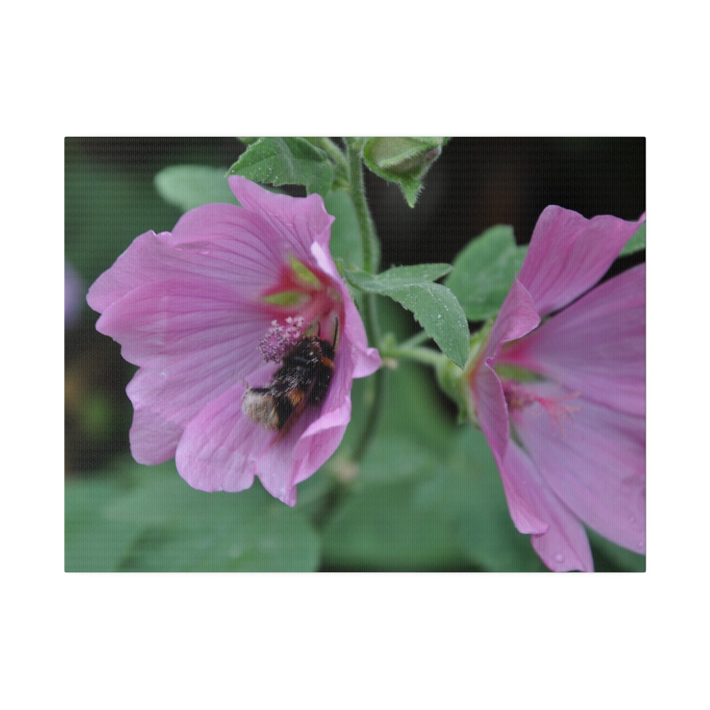 Bumblebee Inside A Purple Flower Canvas