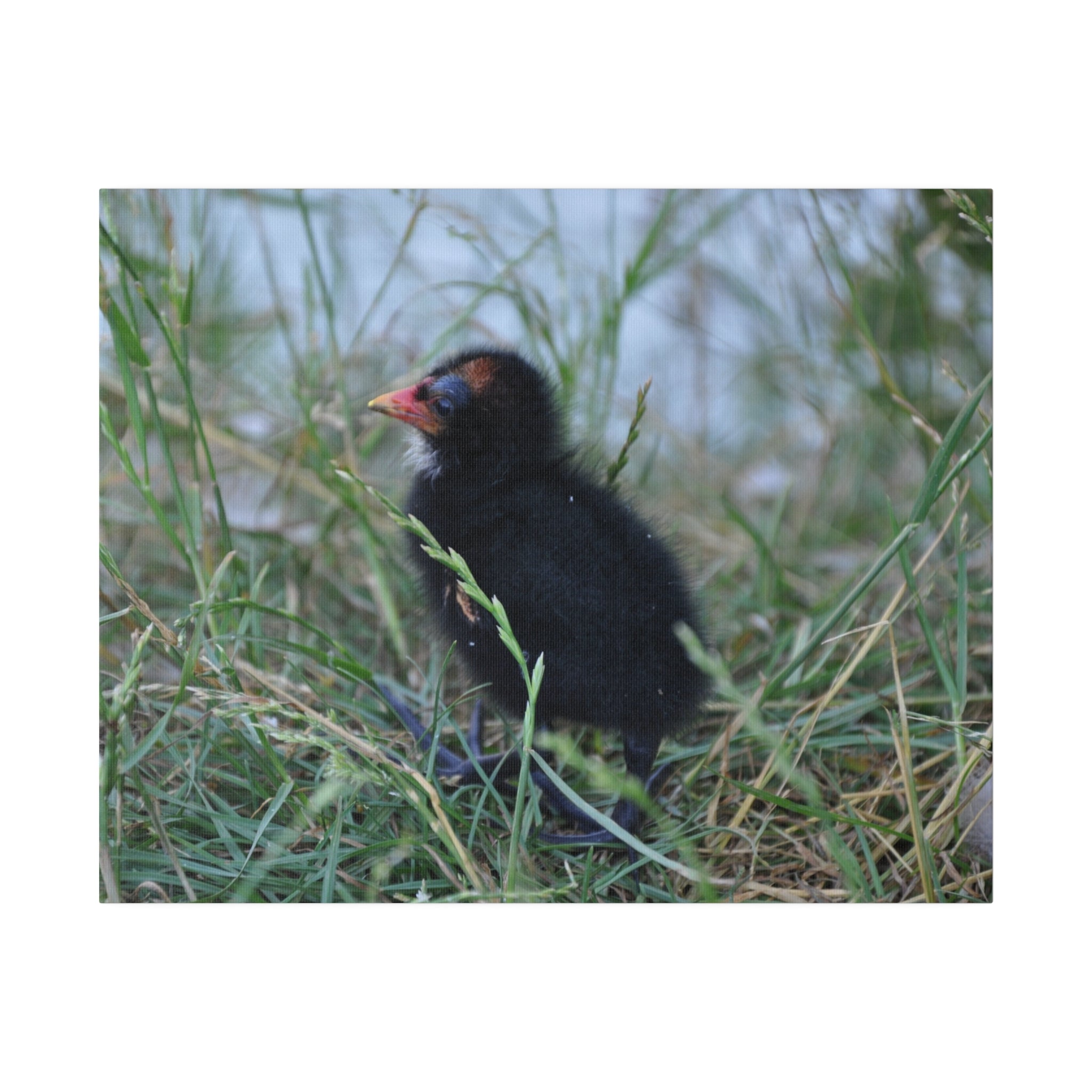 Moorhen Chick Hiding With Blurred Water Background Canvas - The Trio Synergize Group