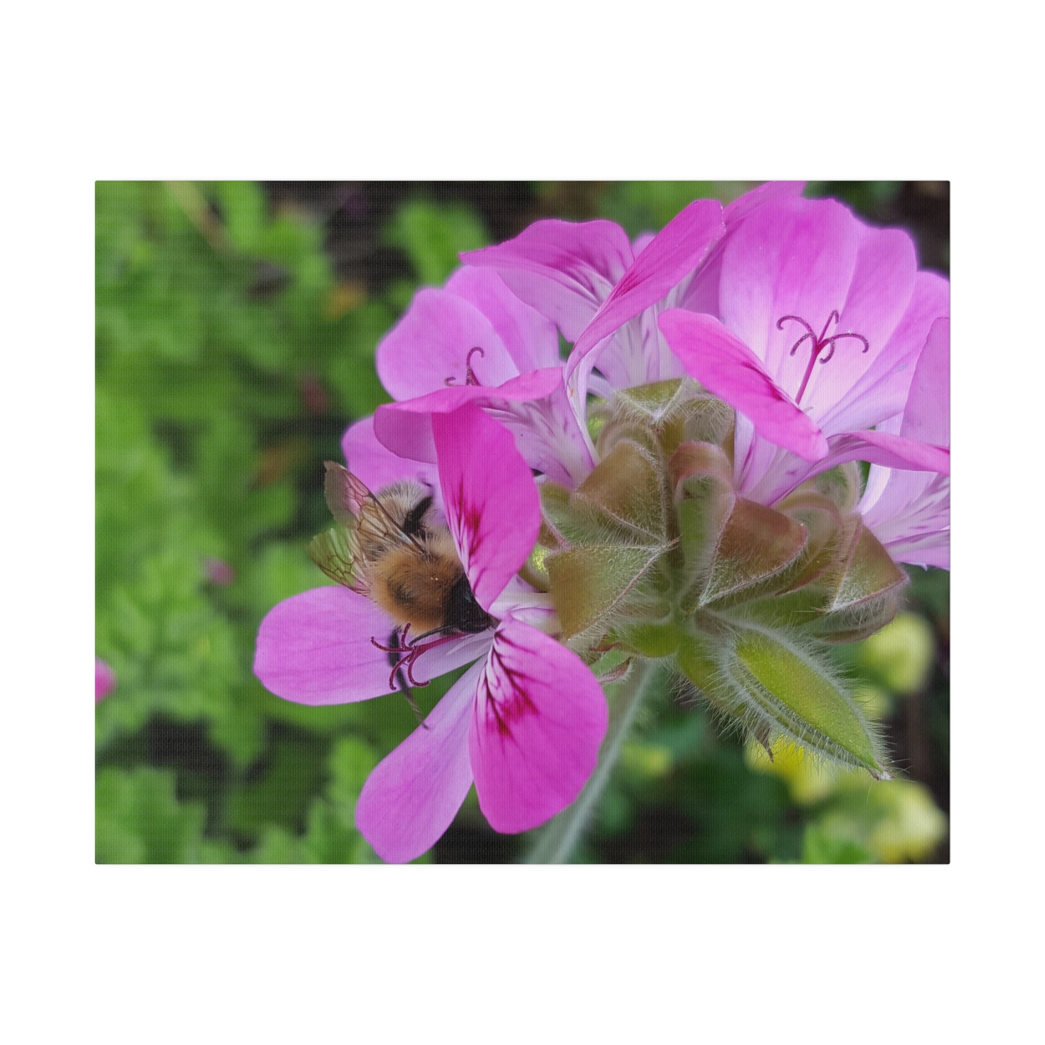 Bumblebee On Pelargonium Pink Capitatum Front View Canvas - The Trio Synergize Group