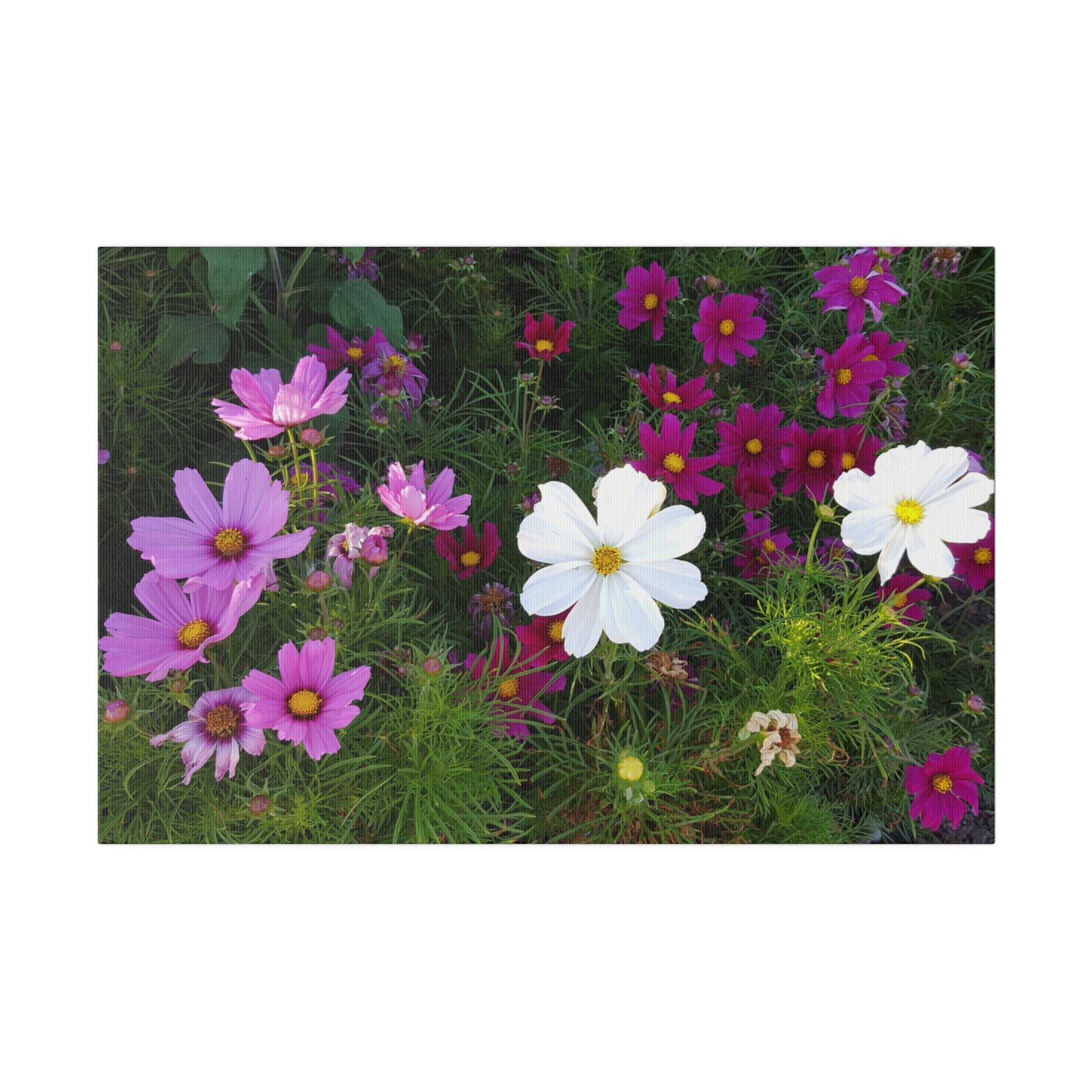 Multiple Coloured Cosmos Flower Canvas - The Trio Synergize Group