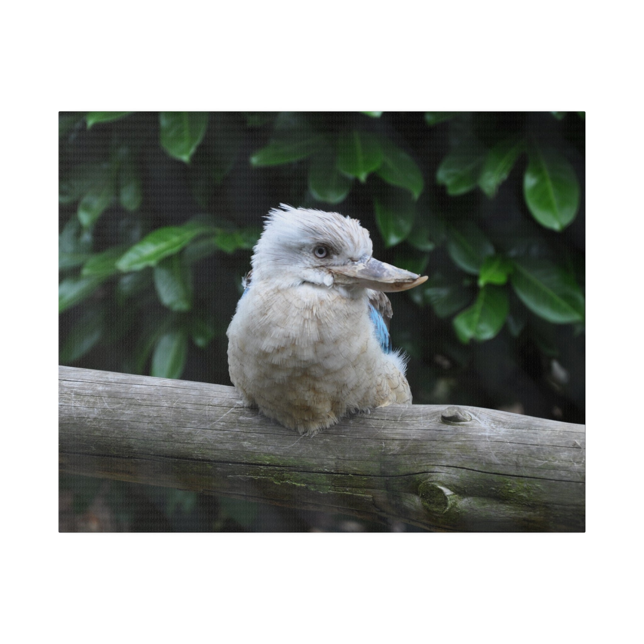 Laughing Kookaburra Looking To The Right Close Up Canvas - The Trio Synergize Group