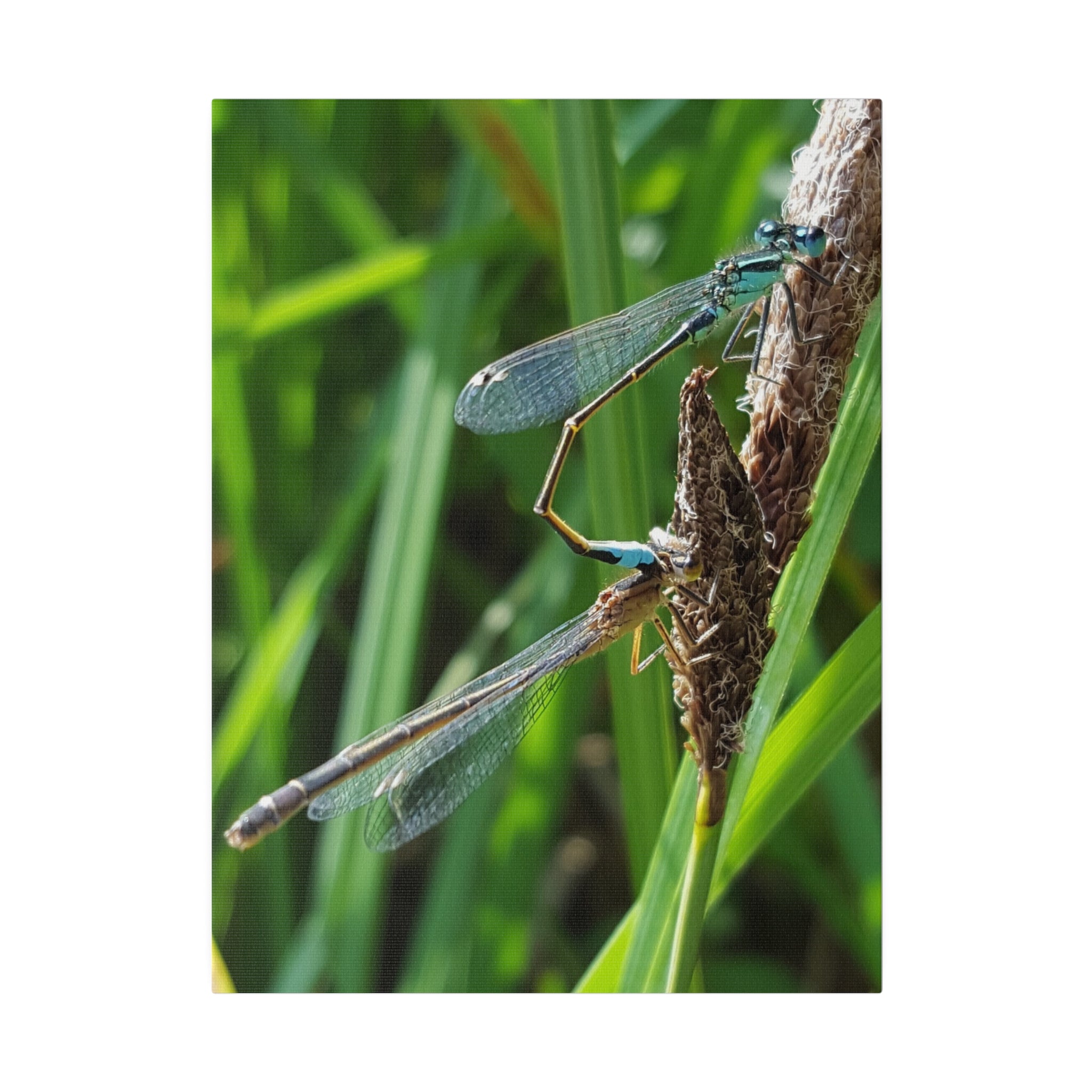 Damselflies Mating On A Reed Close Up Canvas - The Trio Synergize Group