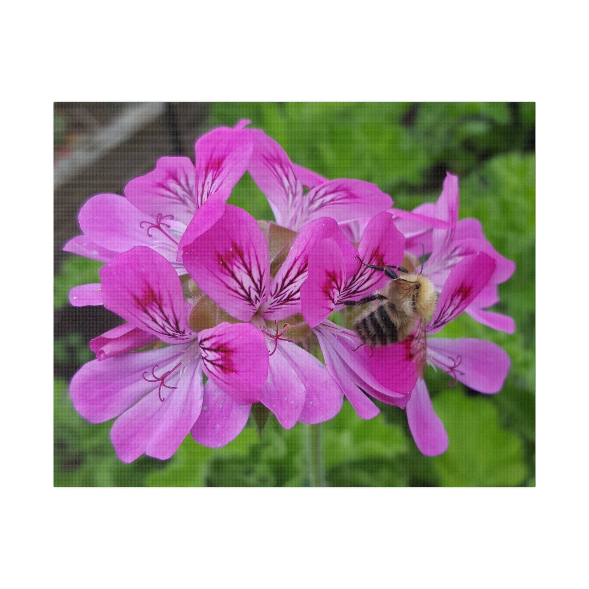 Bumblebee On Pelargonium Pink Capitatum From Behind Canvas - The Trio Synergize Group