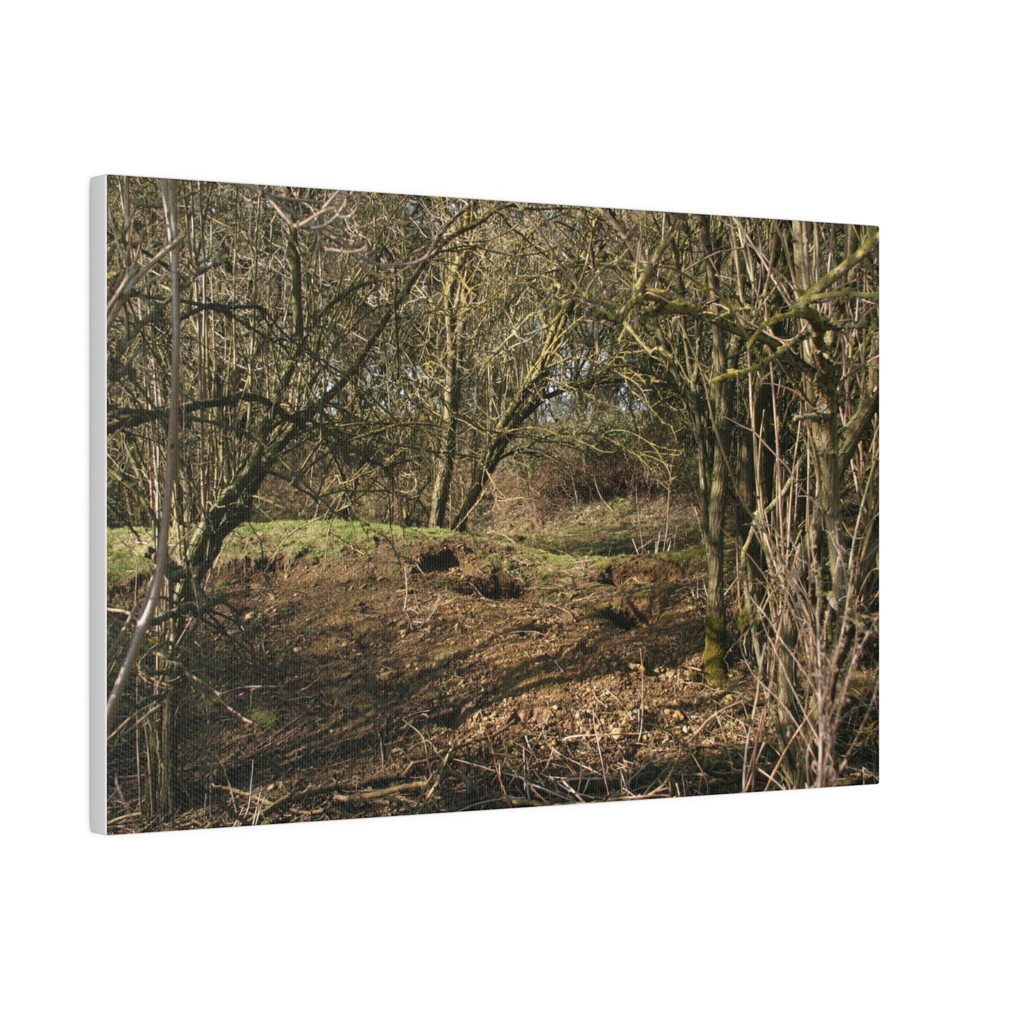 Woodland Landscape In Winter Canvas