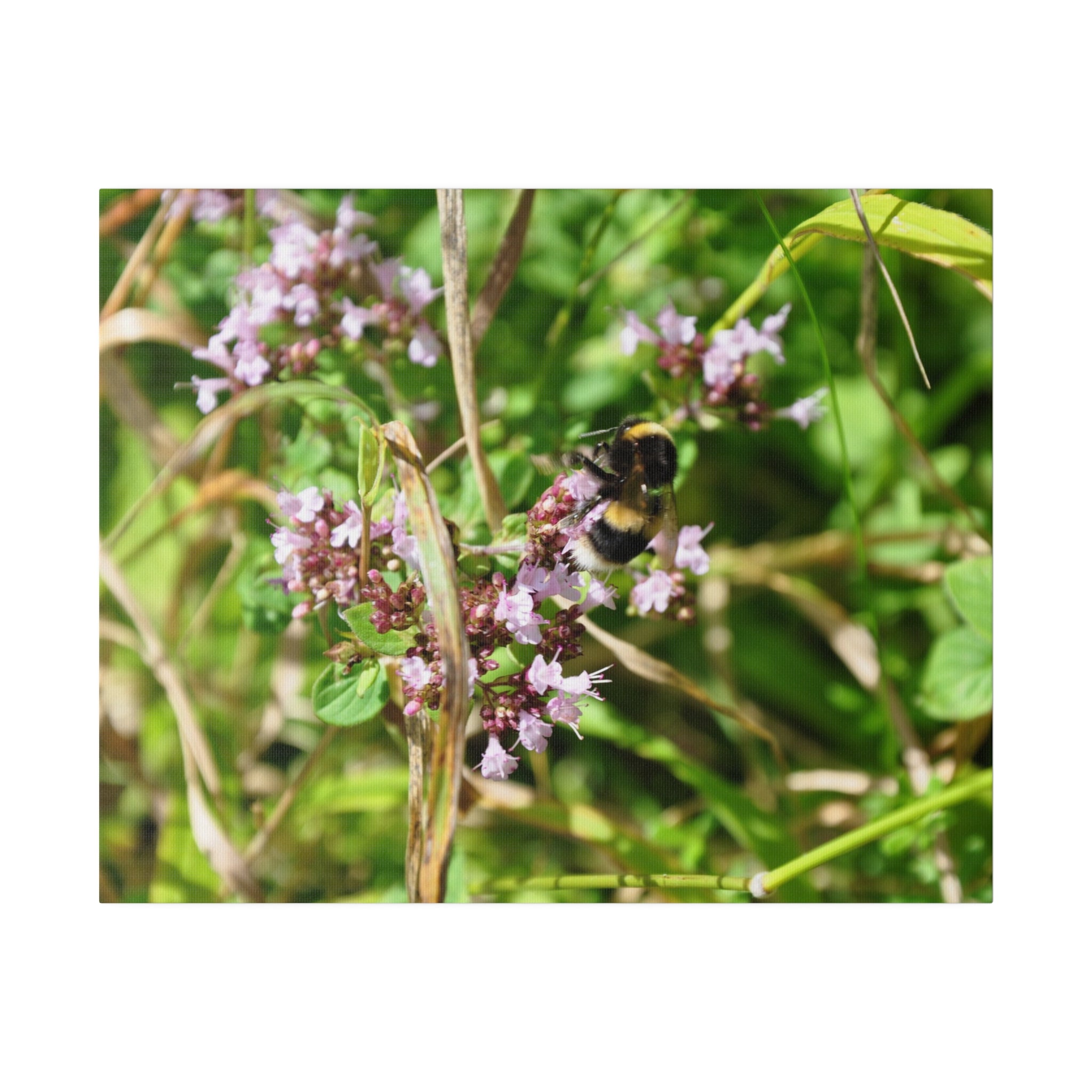 Bumblebee On Small Pinkie Flowers Canvas - The Trio Synergize Group