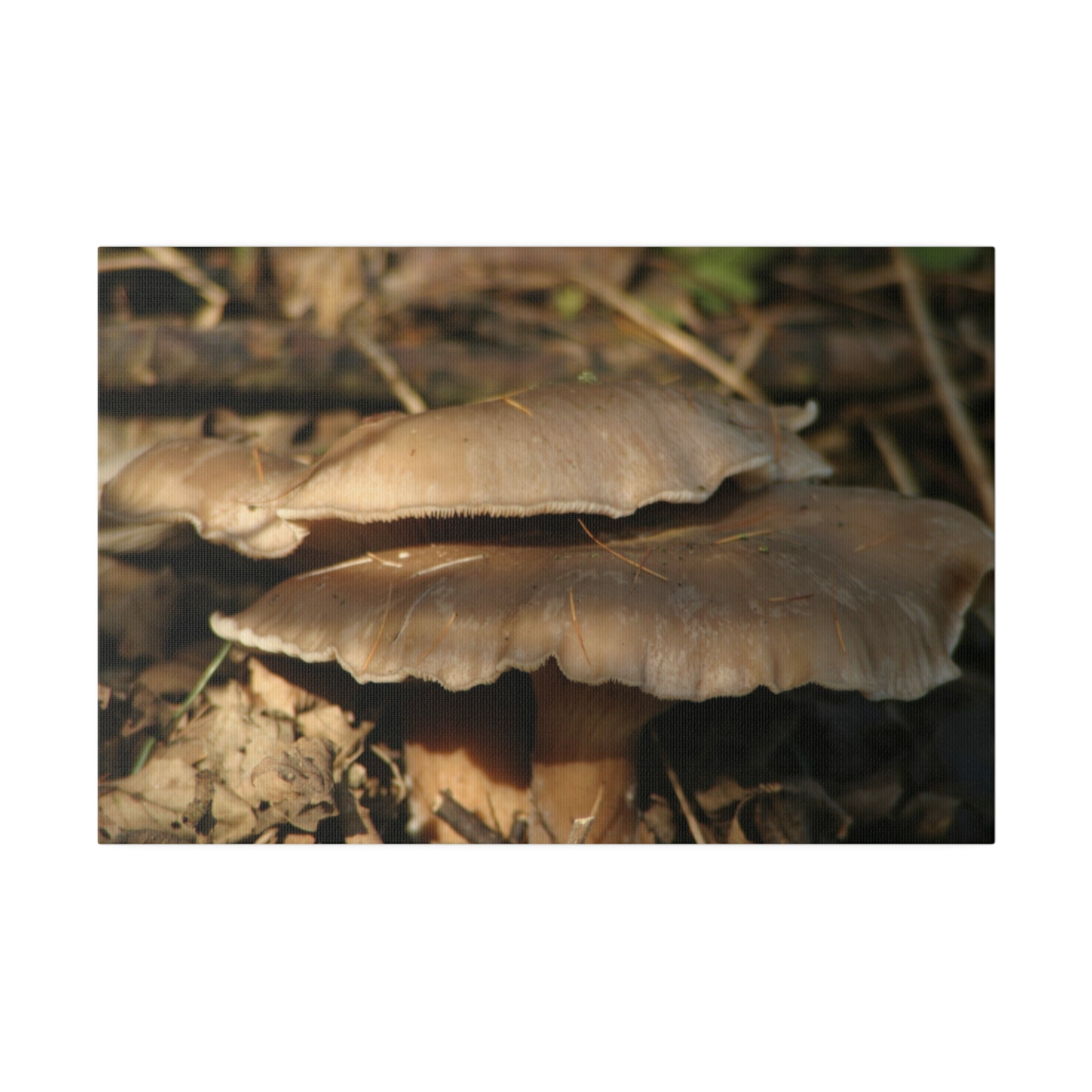 Two Big Woodland Mushrooms Canvas - The Trio Synergize Group