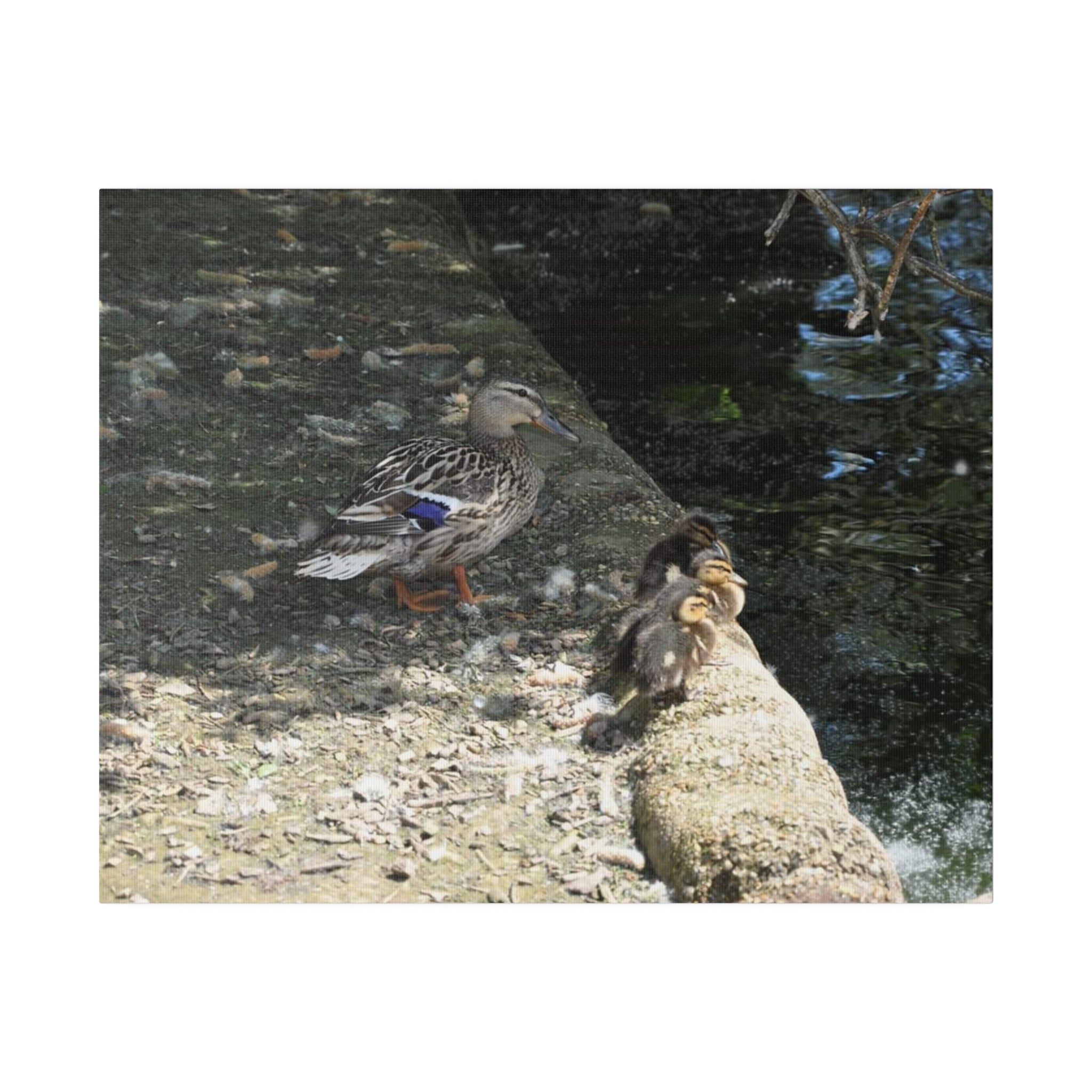 Mother With Baby Ducklings Near The Waters Edge Canvas - The Trio Synergize Group