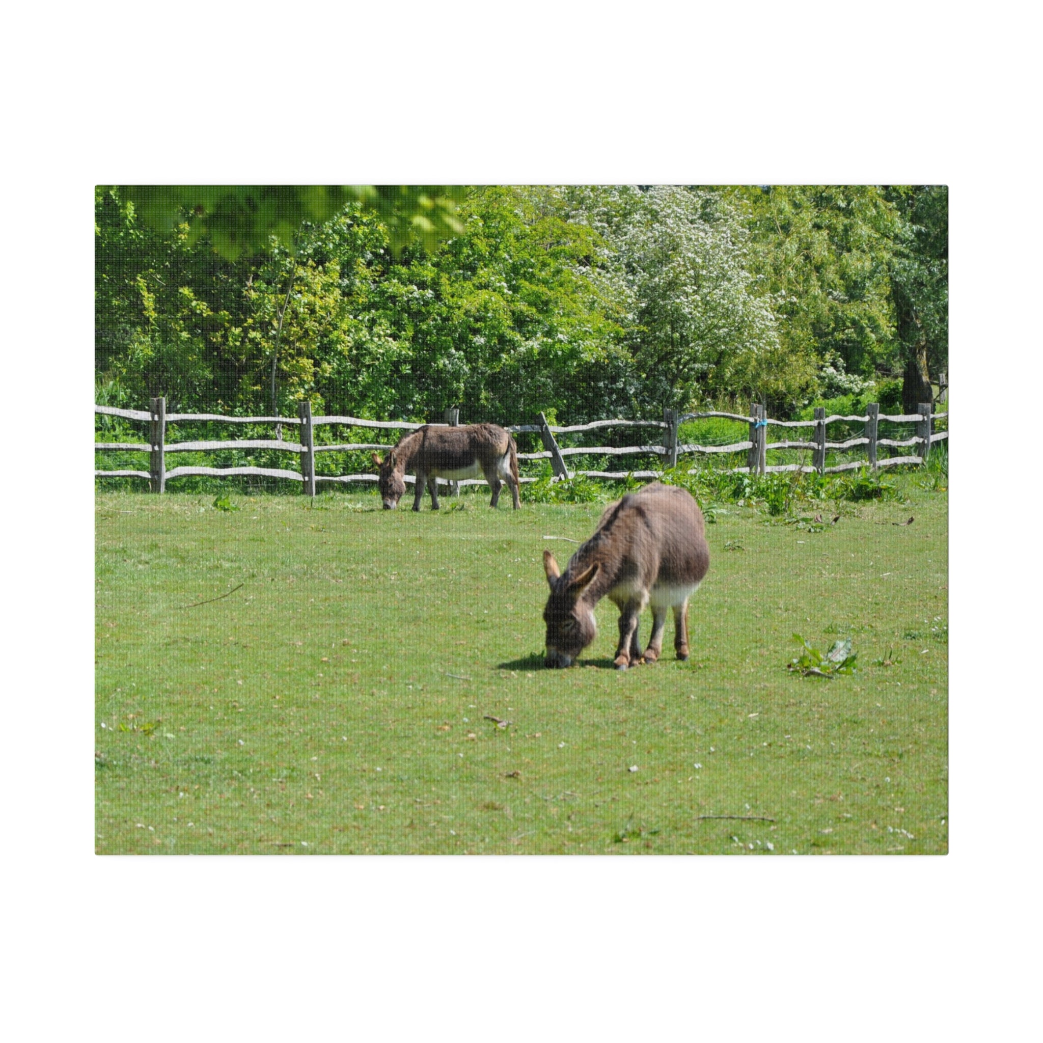 Donkeys In A Field Eating Lush Green Grass Canvas - The Trio Synergize Group