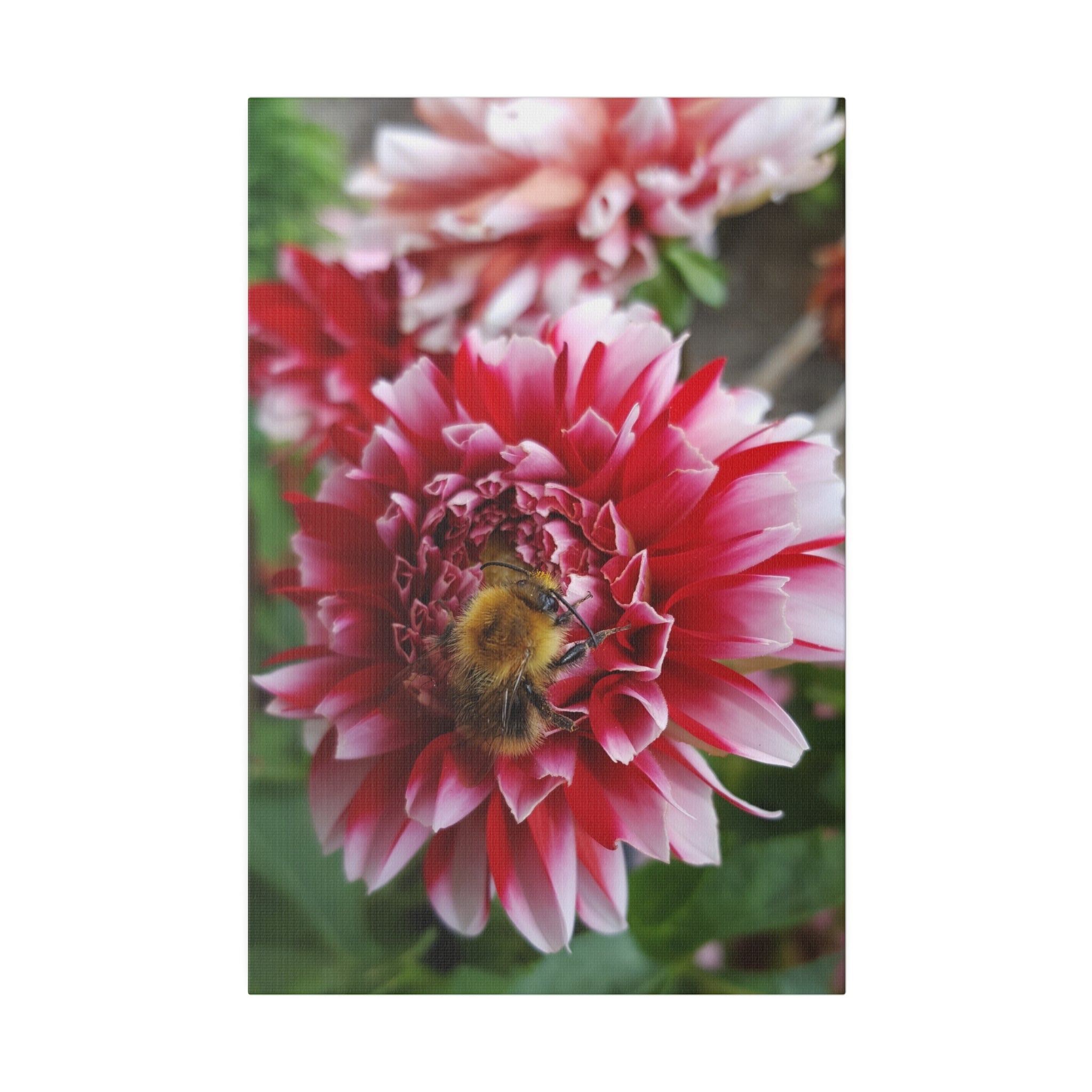 Bumblebee On A Red & White Dahlia Canvas - The Trio Synergize Group