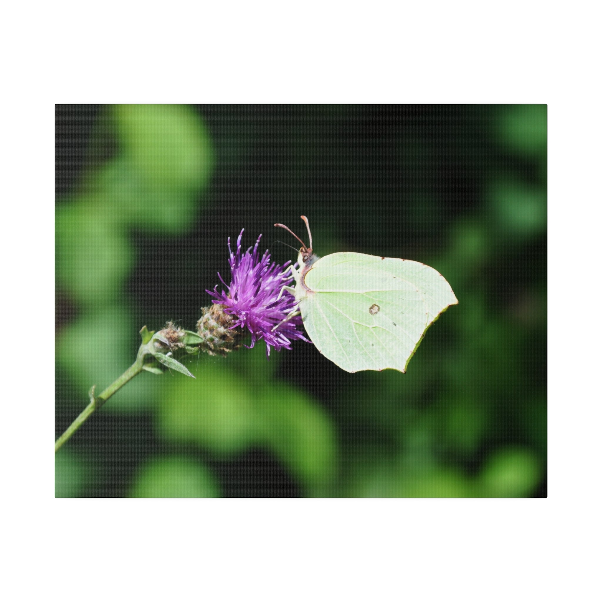 Common Brimstone Butterfly On A Flower From The Right Canvas - The Trio Synergize Group