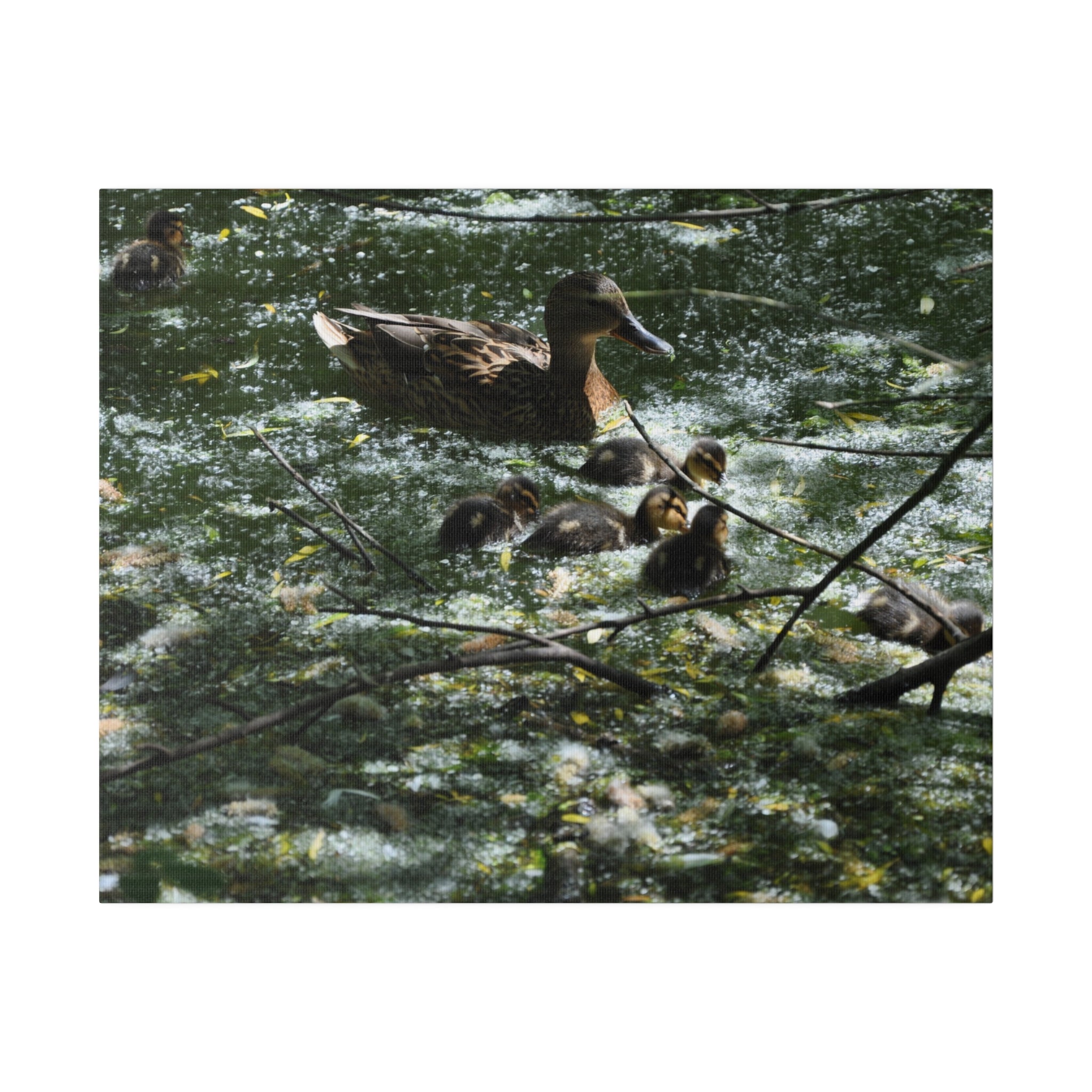 Mother And Baby Ducklings Swimming Canvas - The Trio Synergize Group