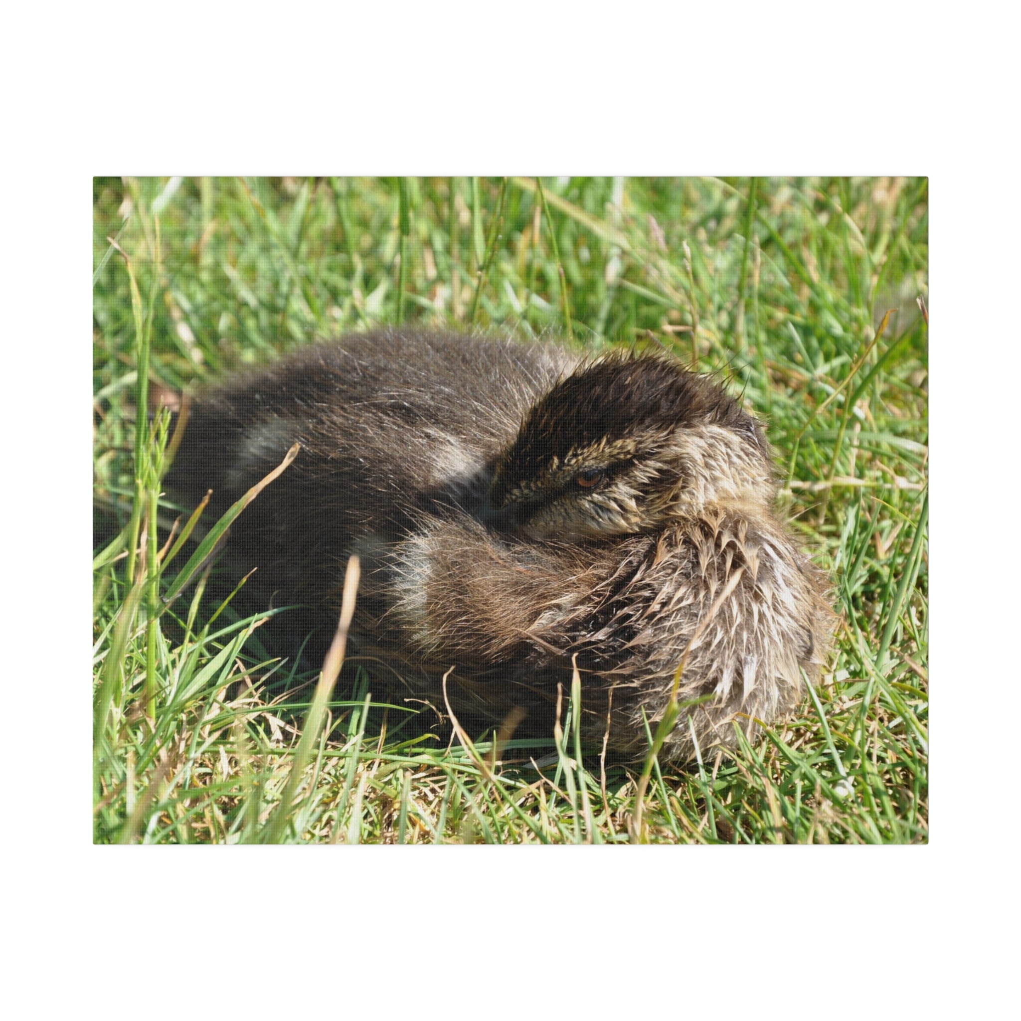 Baby Duckling Resting Head Tucked In Canvas - The Trio Synergize Group