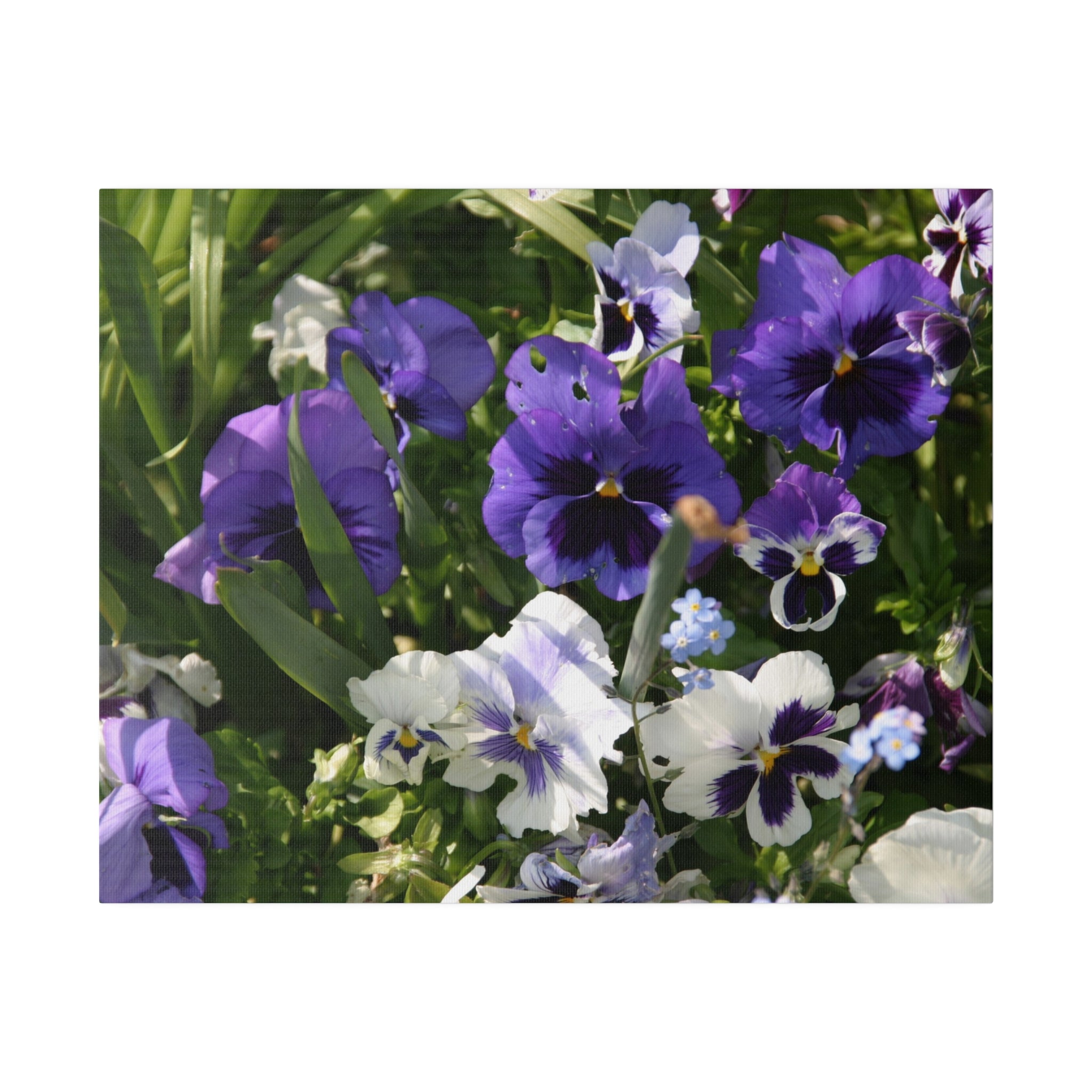 Multiple Coloured Pansies Canvas - The Trio Synergize Group