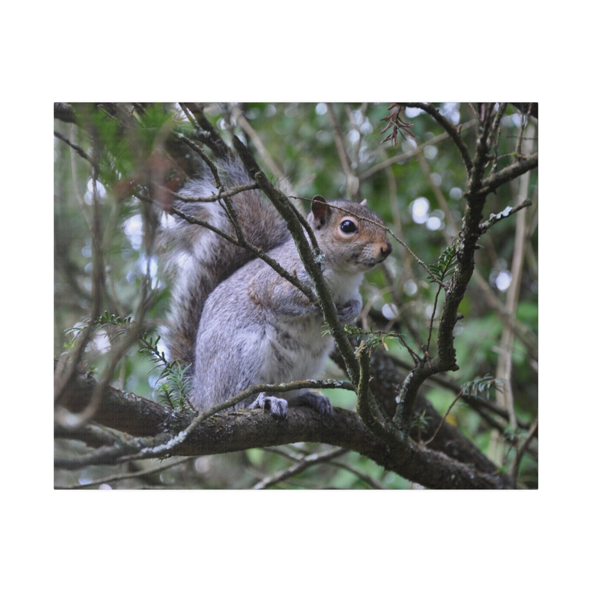 A Squirrel holding on a branch - Canvas - The Trio Synergize Group