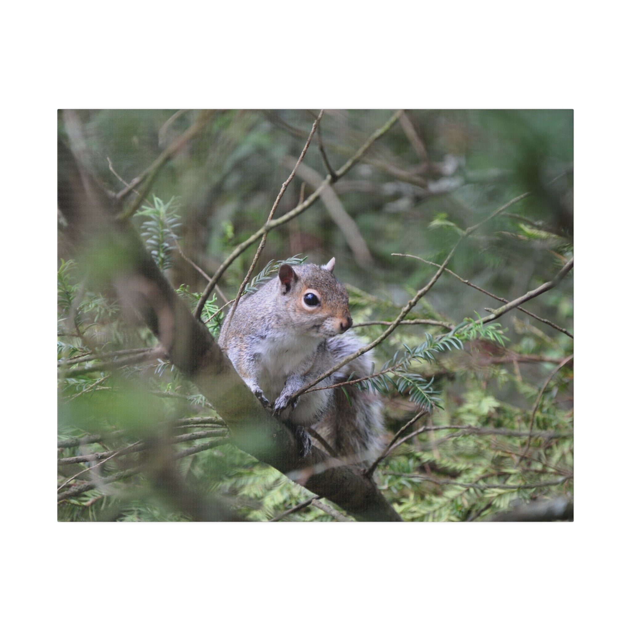 Canvas Print - Squirrel Sitting on a Branch - The Trio Synergize Group
