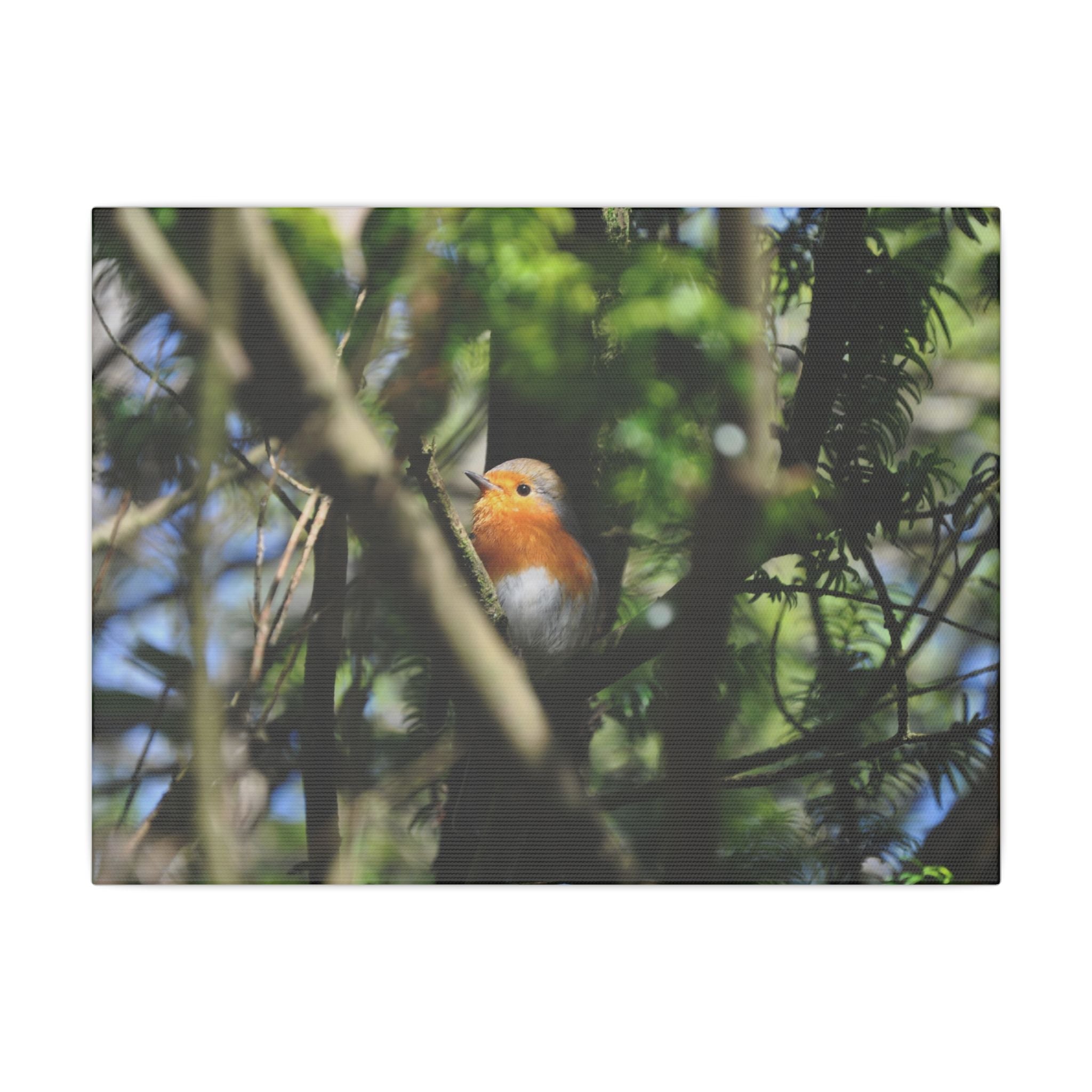 Adult Robin Looking Left Through The Trees Close Up Canvas - The Trio Synergize Group