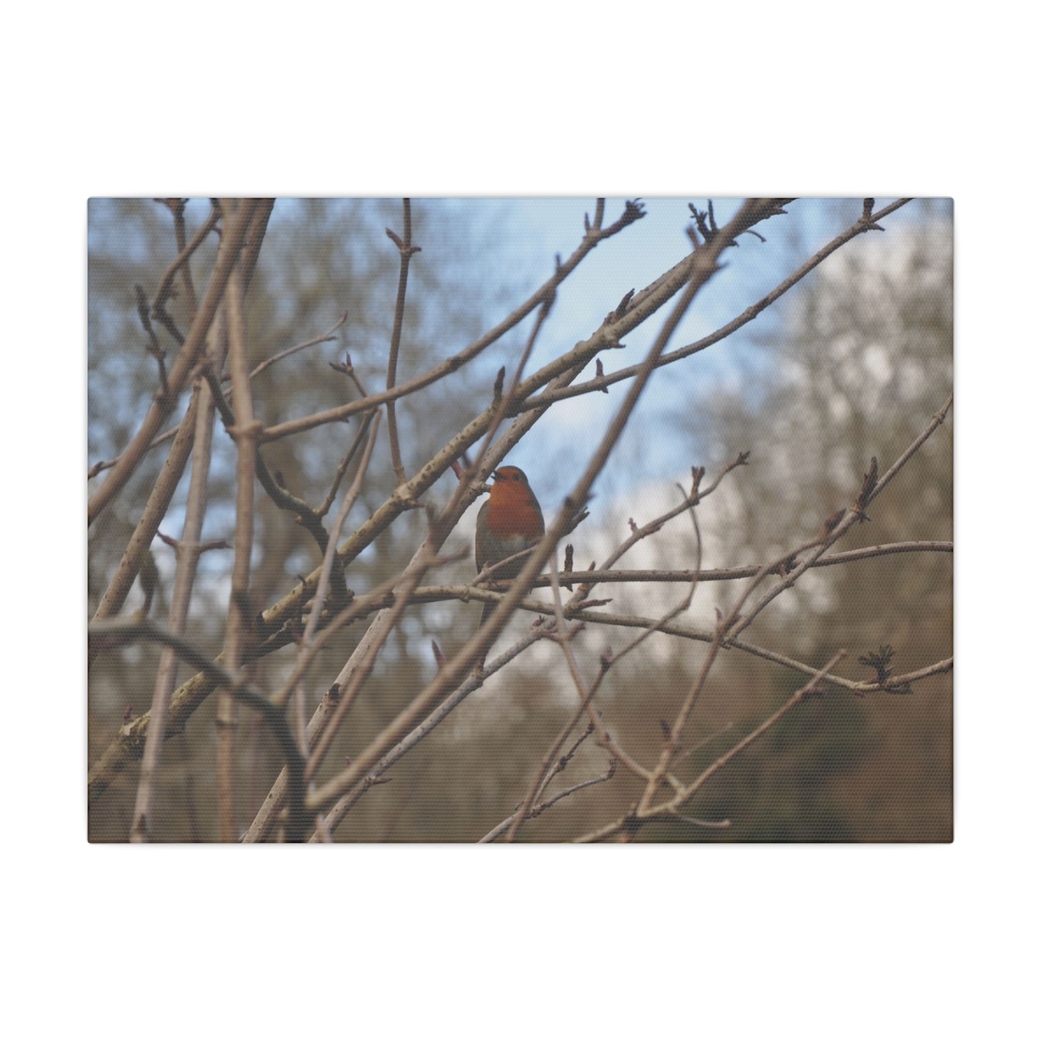 Adult Robin Looking Left With Trees & Sky Background Canvas - The Trio Synergize Group