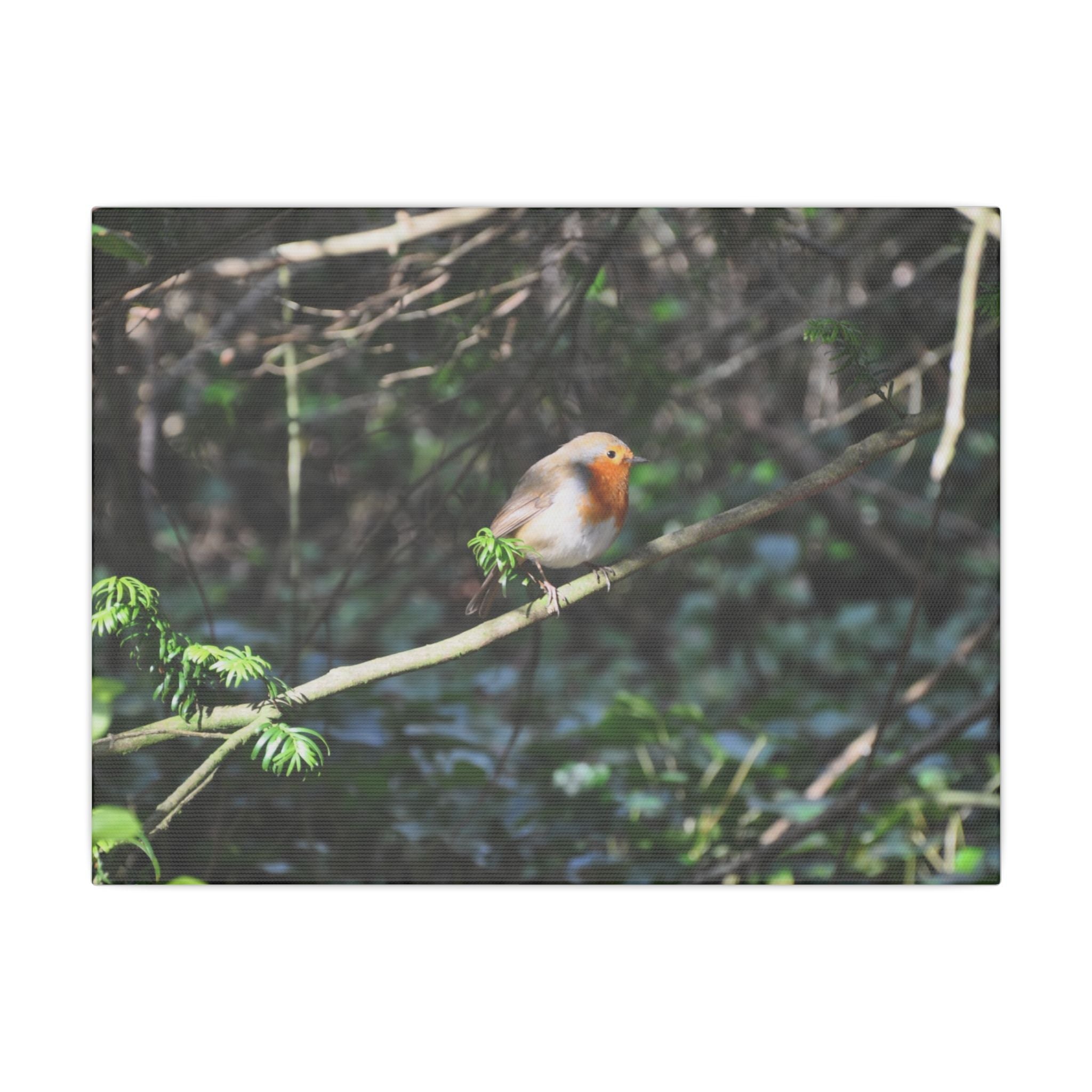 Adult Robin Looking To The Right Canvas - The Trio Synergize Group