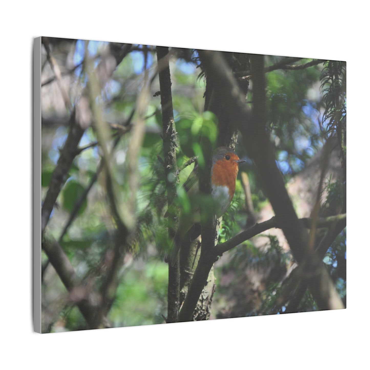 Adult Robin Looking To The Right Through The Trees Canvas - The Trio Synergize Group