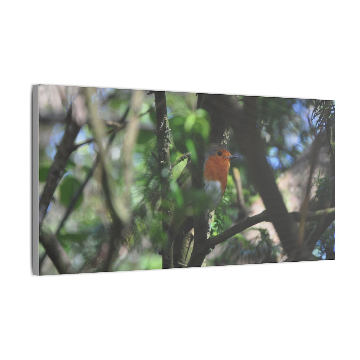 Adult Robin Looking To The Right Through The Trees Canvas - The Trio Synergize Group