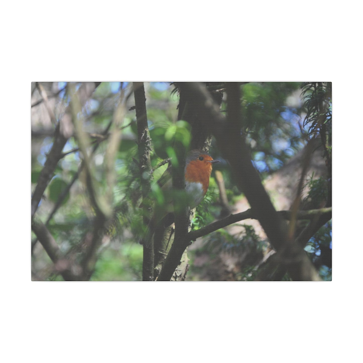 Adult Robin Looking To The Right Through The Trees Canvas - The Trio Synergize Group