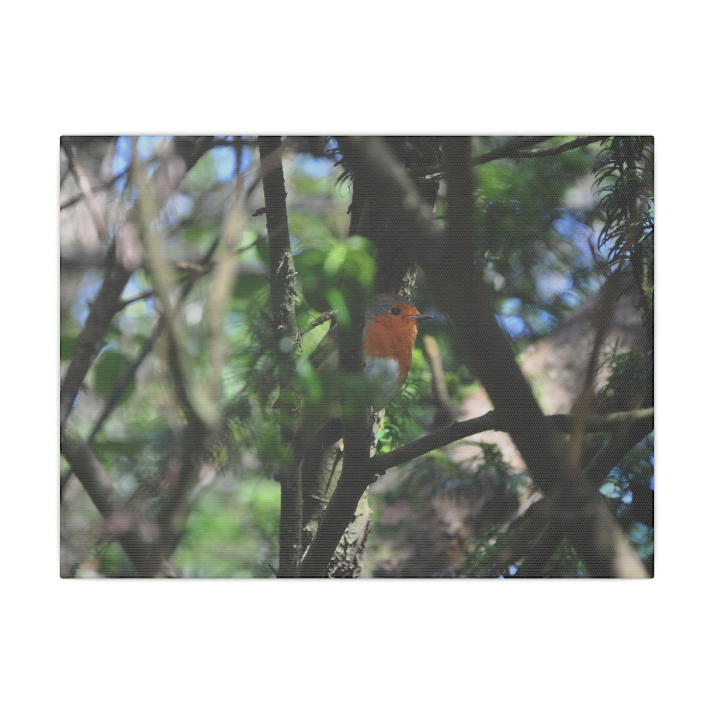 Adult Robin Looking To The Right Through The Trees Canvas - The Trio Synergize Group