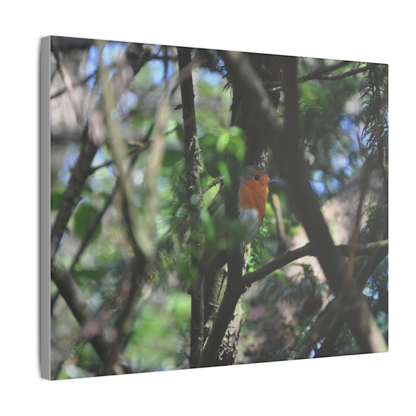 Adult Robin Looking To The Right Through The Trees Canvas - The Trio Synergize Group