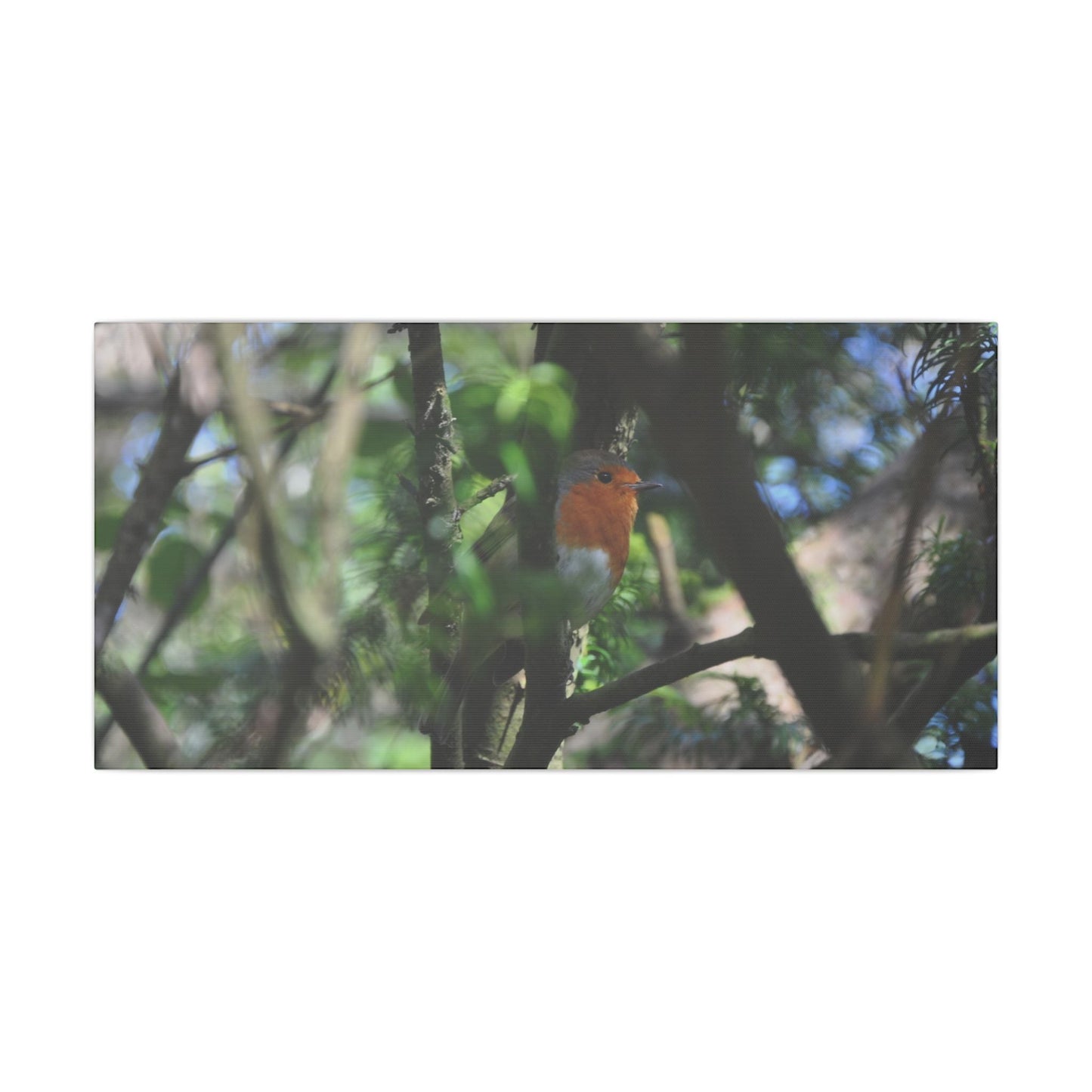 Adult Robin Looking To The Right Through The Trees Canvas - The Trio Synergize Group