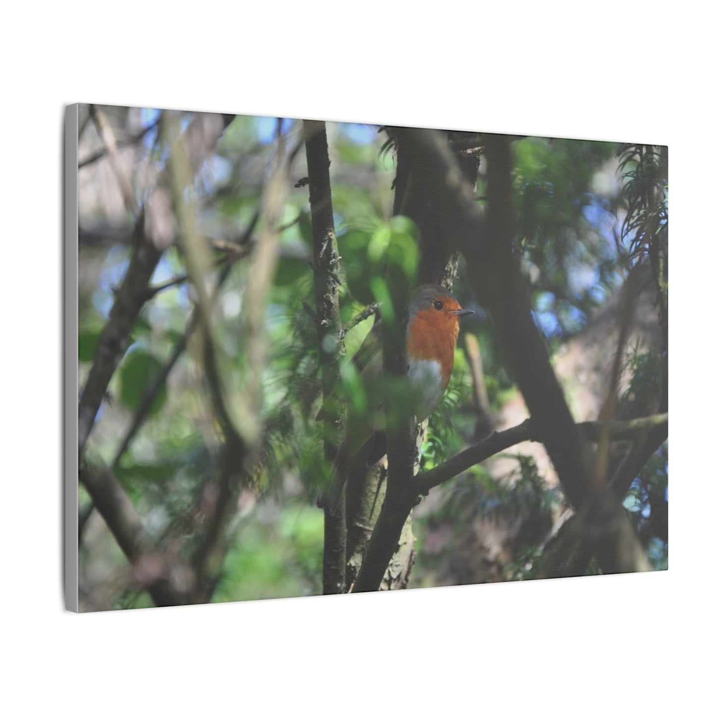 Adult Robin Looking To The Right Through The Trees Canvas - The Trio Synergize Group