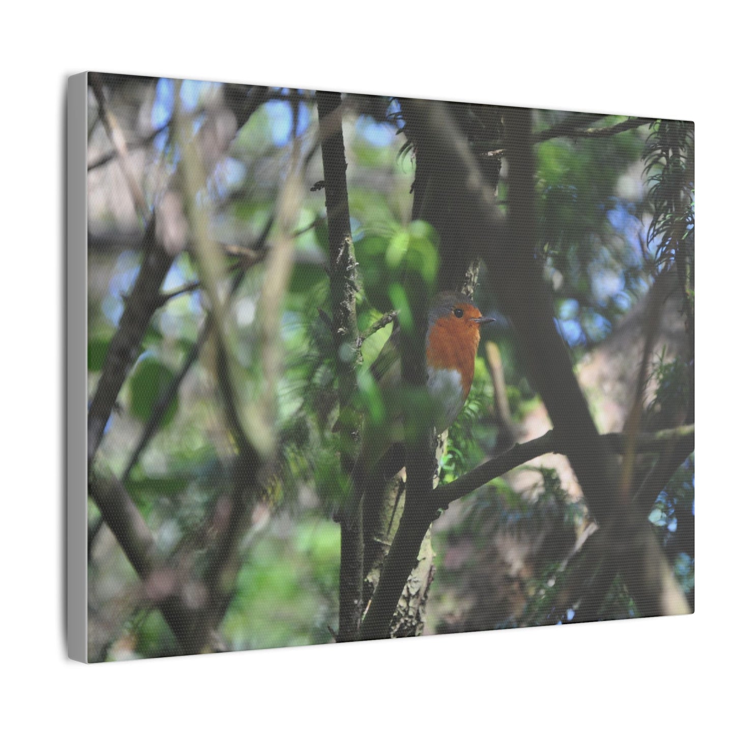 Adult Robin Looking To The Right Through The Trees Canvas - The Trio Synergize Group