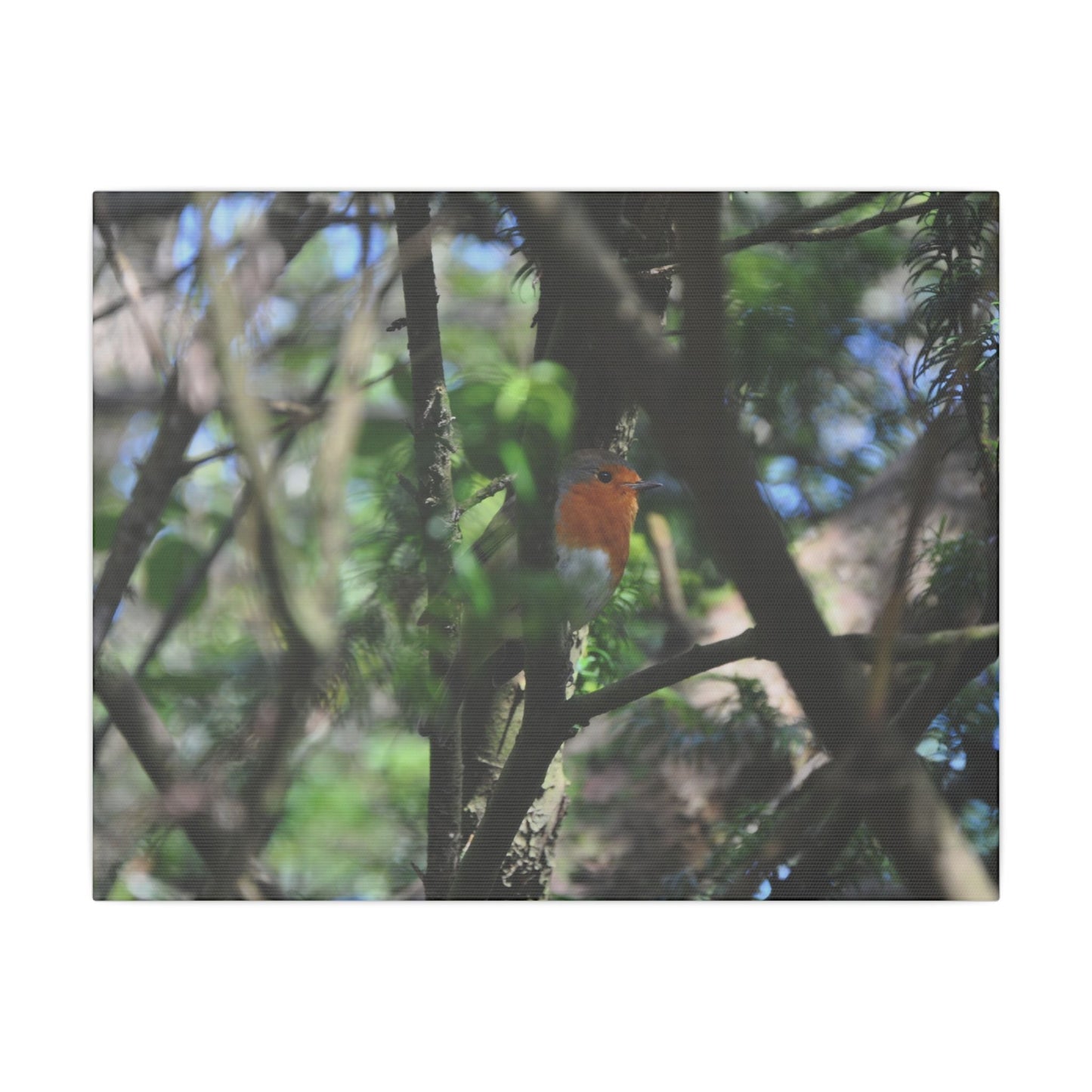 Adult Robin Looking To The Right Through The Trees Canvas - The Trio Synergize Group
