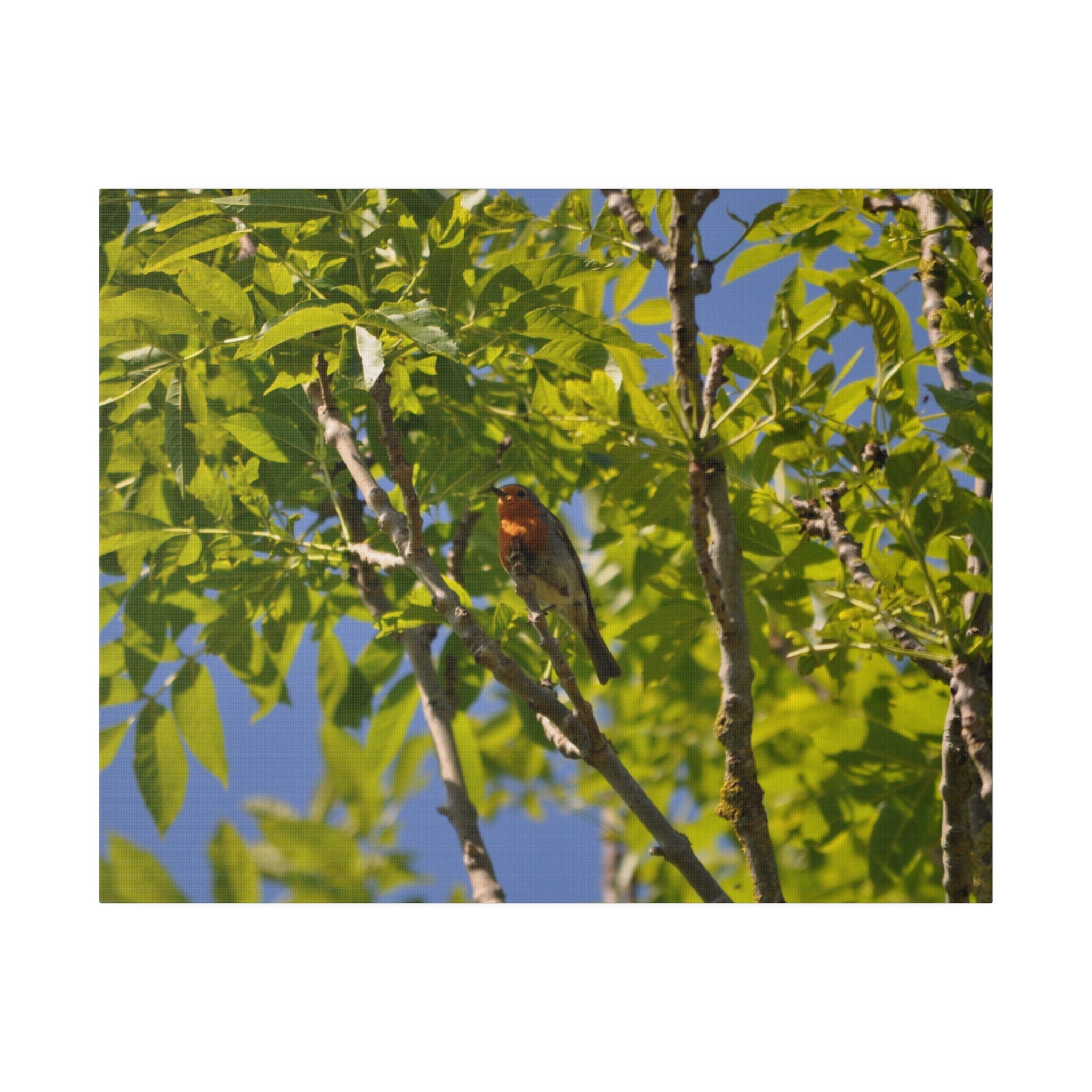 Canvas Print Robin Sitting in a Tree - The Trio Synergize Group