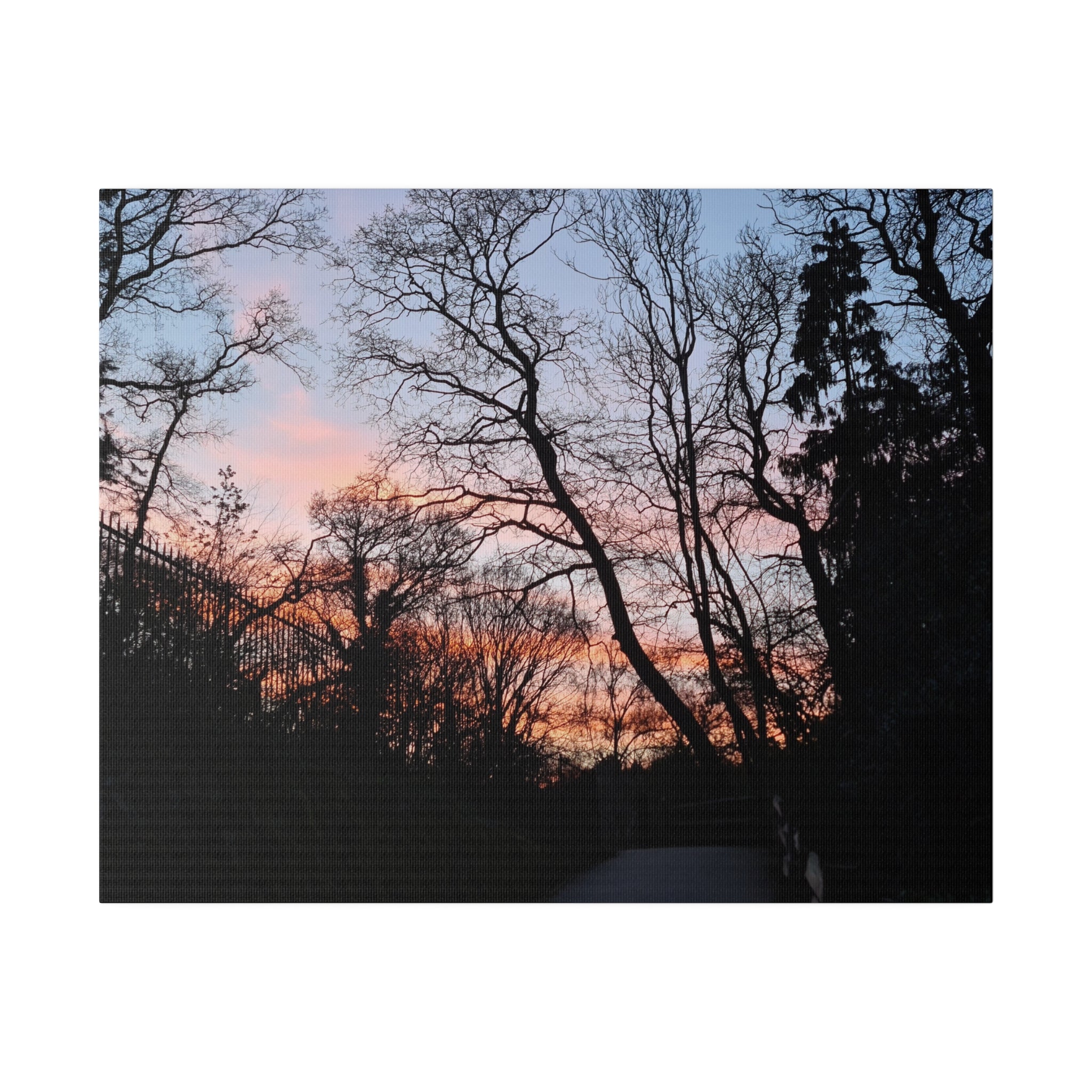 Alexandra Park Sunset Through The Trees Canvas - The Trio Synergize Group