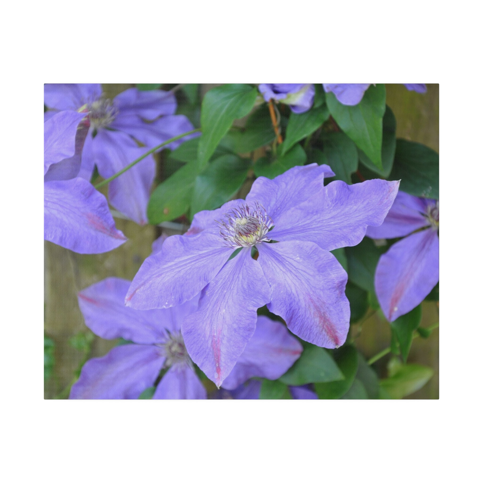 Purple Asian Virginsbower Close Up Canvas - The Trio Synergize Group