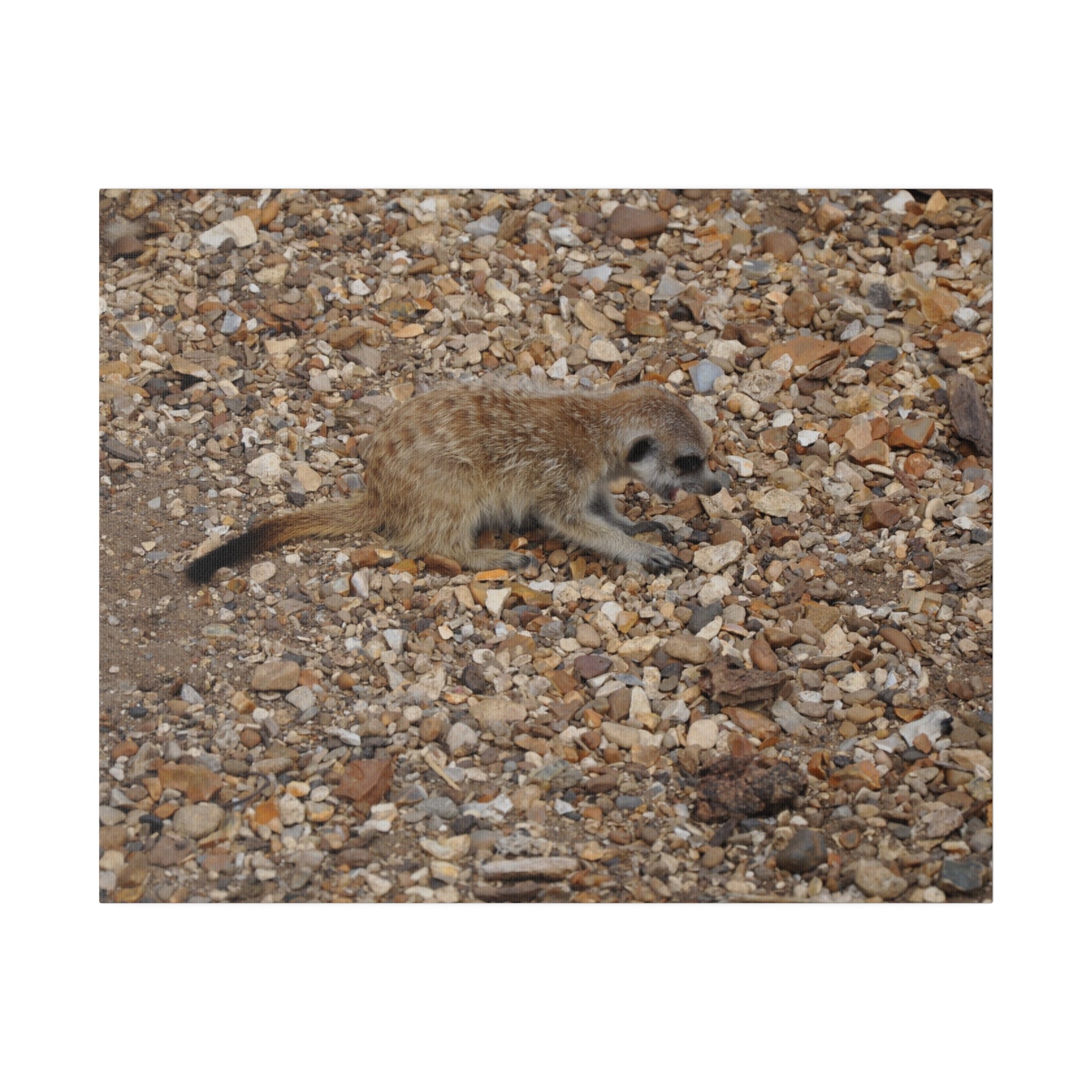 Baby Meerkat Yawning Canvas Print - The Trio Synergize Group