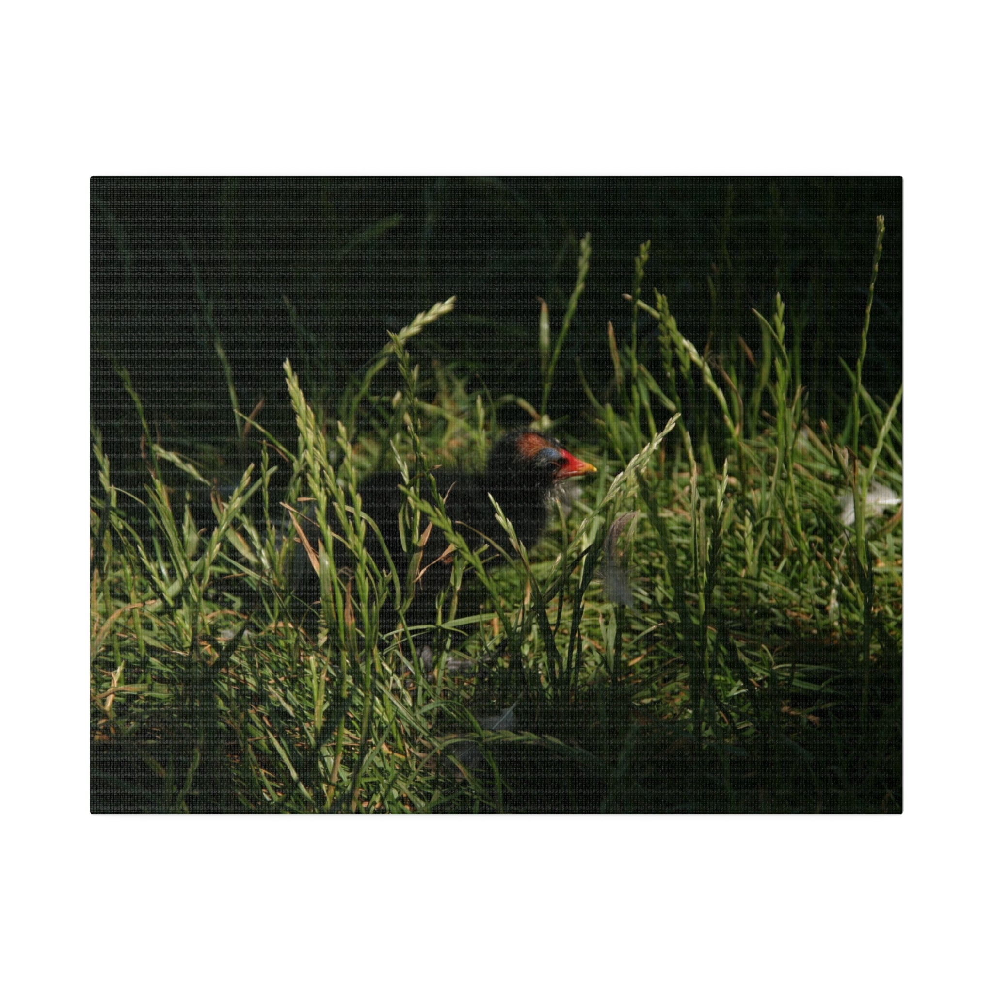 Baby Moorhen Side View Hiding In Grass Canvas - The Trio Synergize Group
