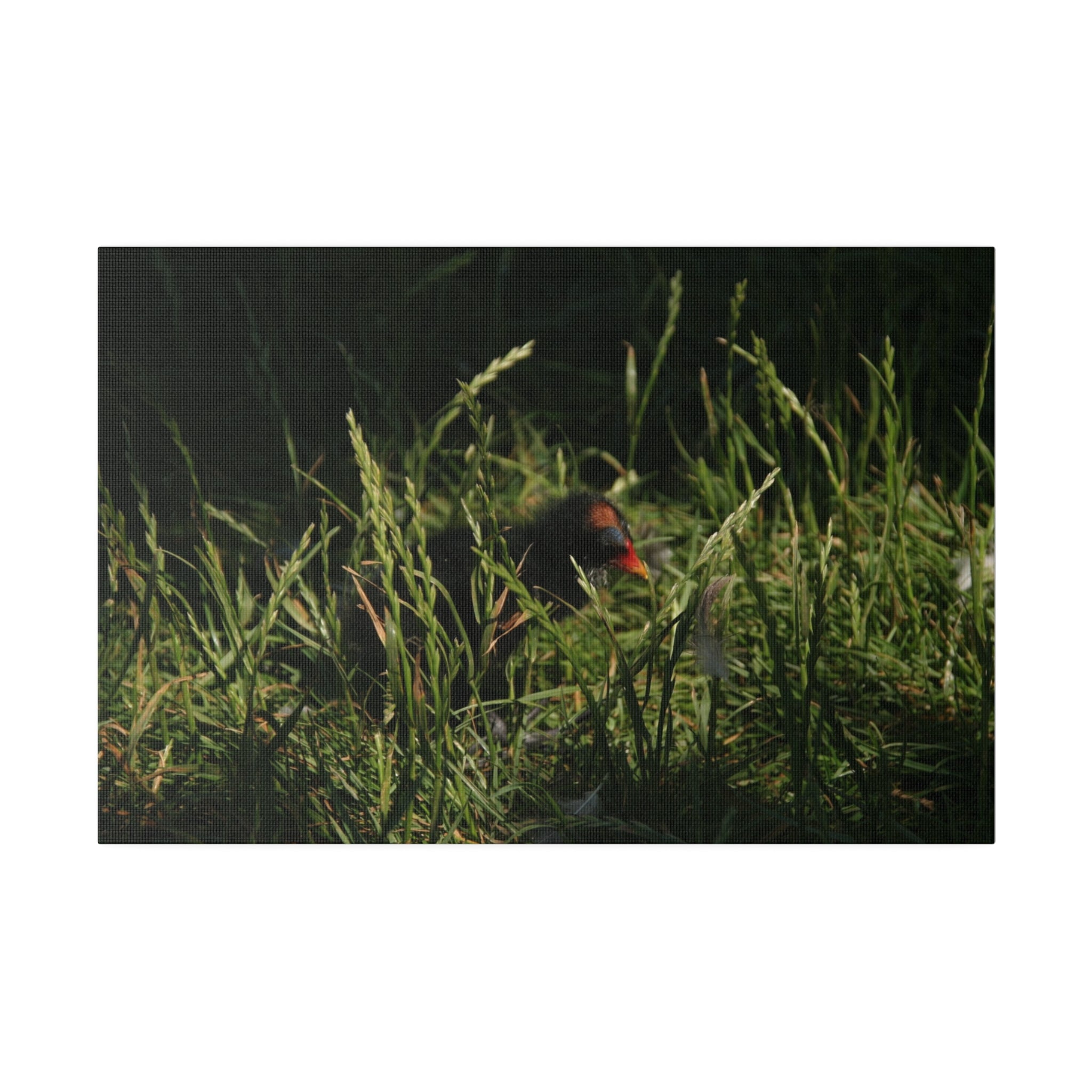 Baby Moorhen Hiding In Grass Canvas - The Trio Synergize Group