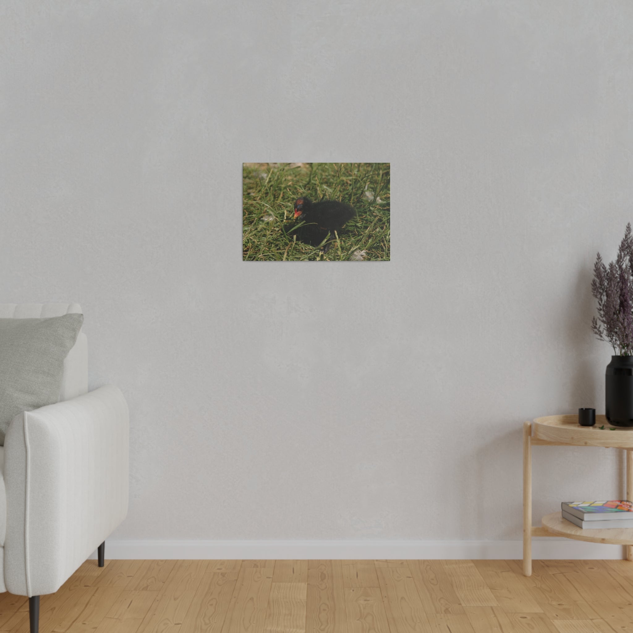 Single Baby Moorhen On Grass Canvas - The Trio Synergize Group