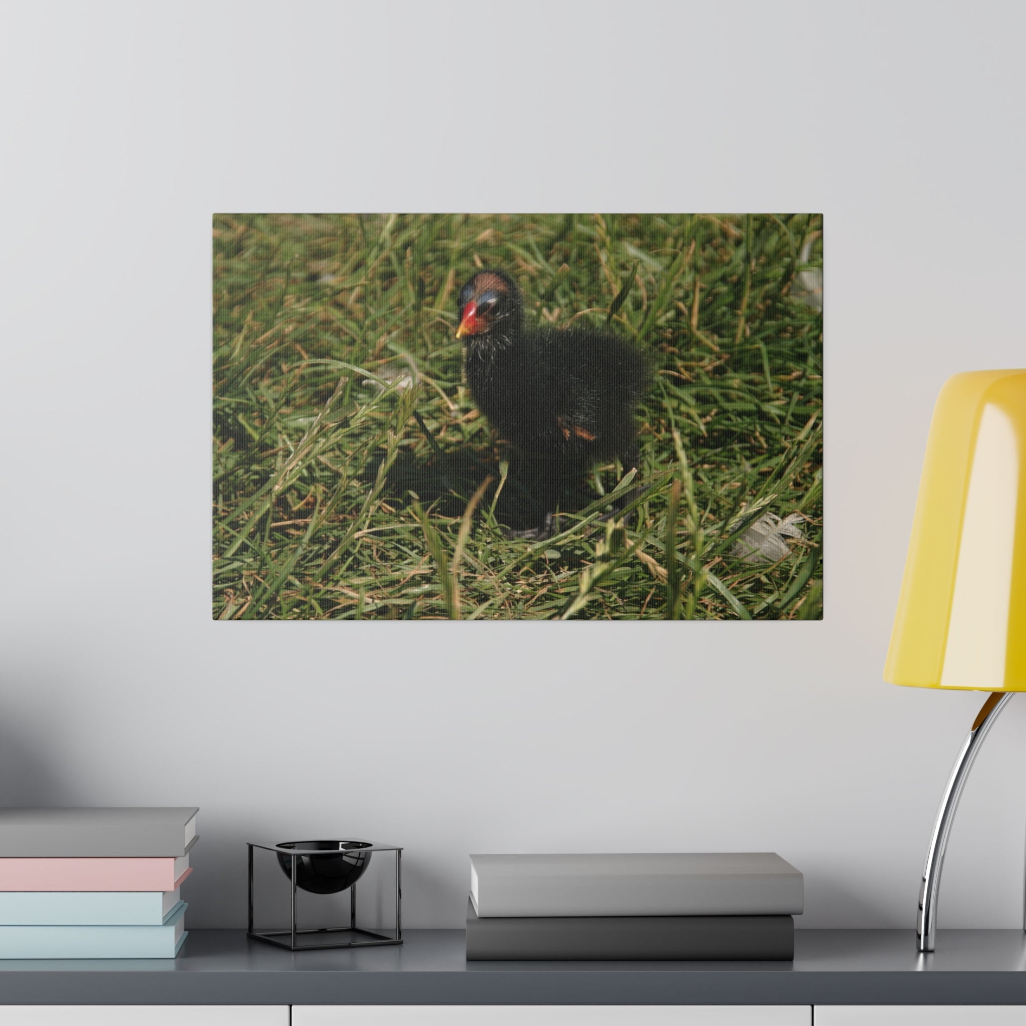 Single Baby Moorhen On Grass Looking Forward Canvas - The Trio Synergize Group