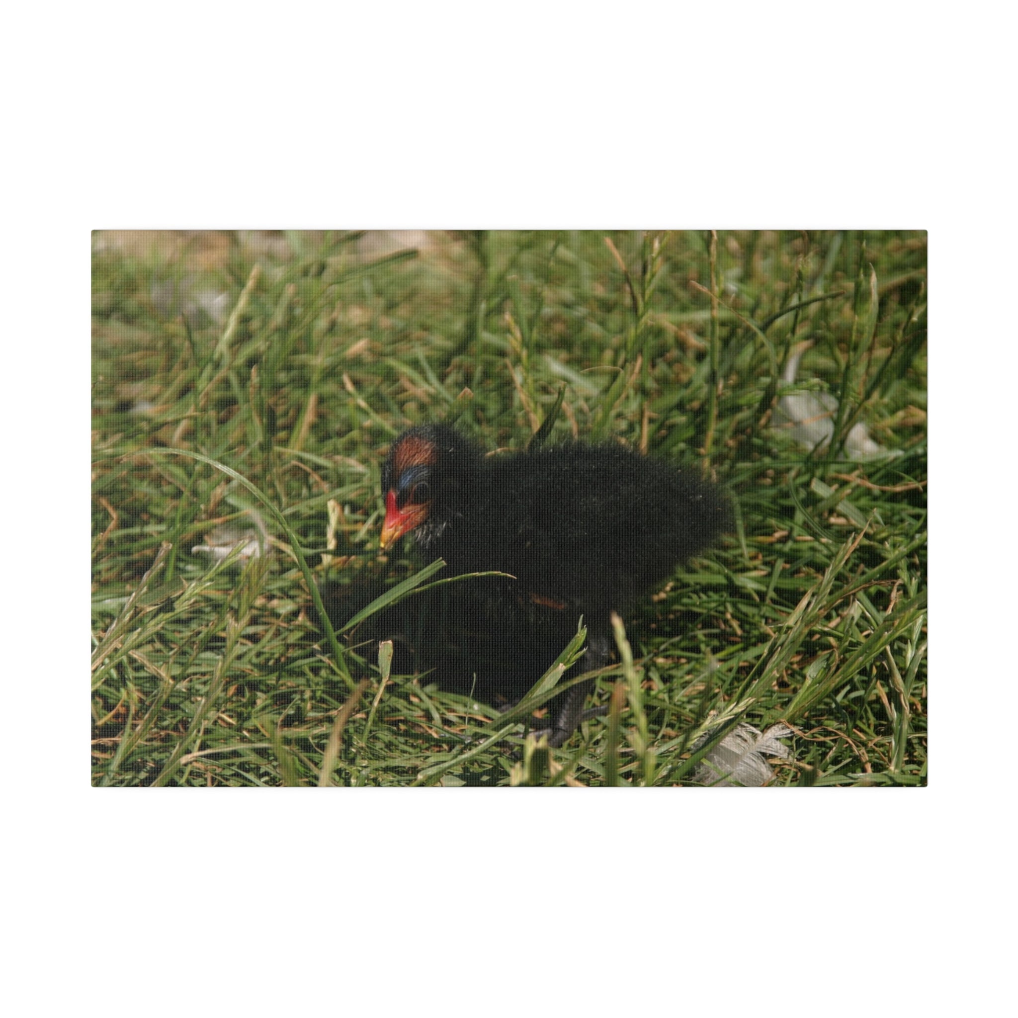 Single Baby Moorhen On Grass Canvas - The Trio Synergize Group