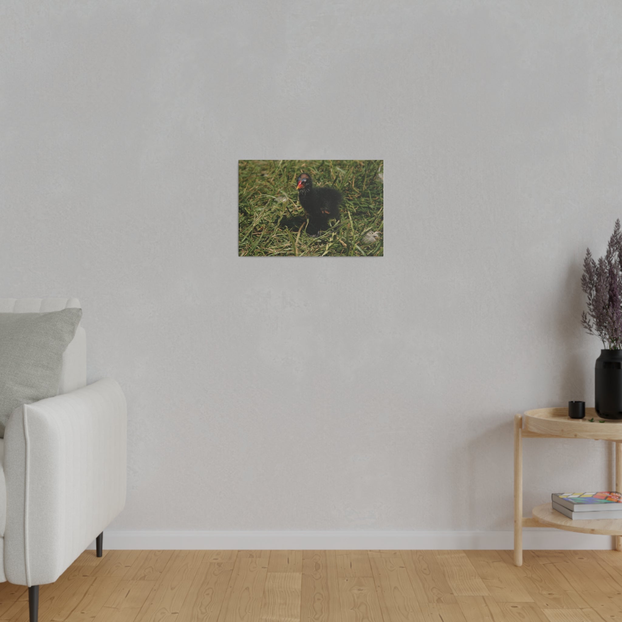 Single Baby Moorhen On Grass Looking Forward Canvas - The Trio Synergize Group