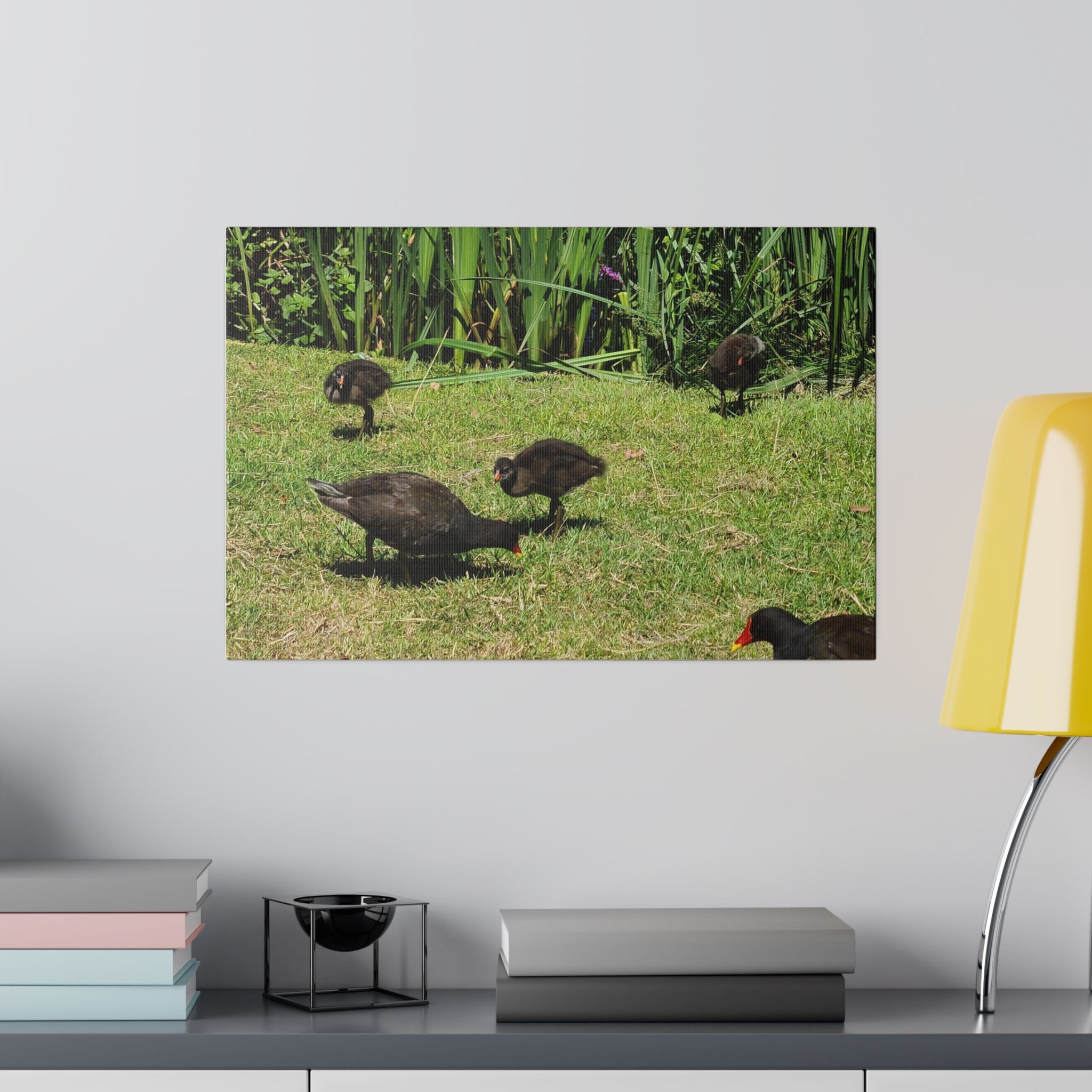 Baby Moorhen's And Their Parents Close Up Canvas - The Trio Synergize Group
