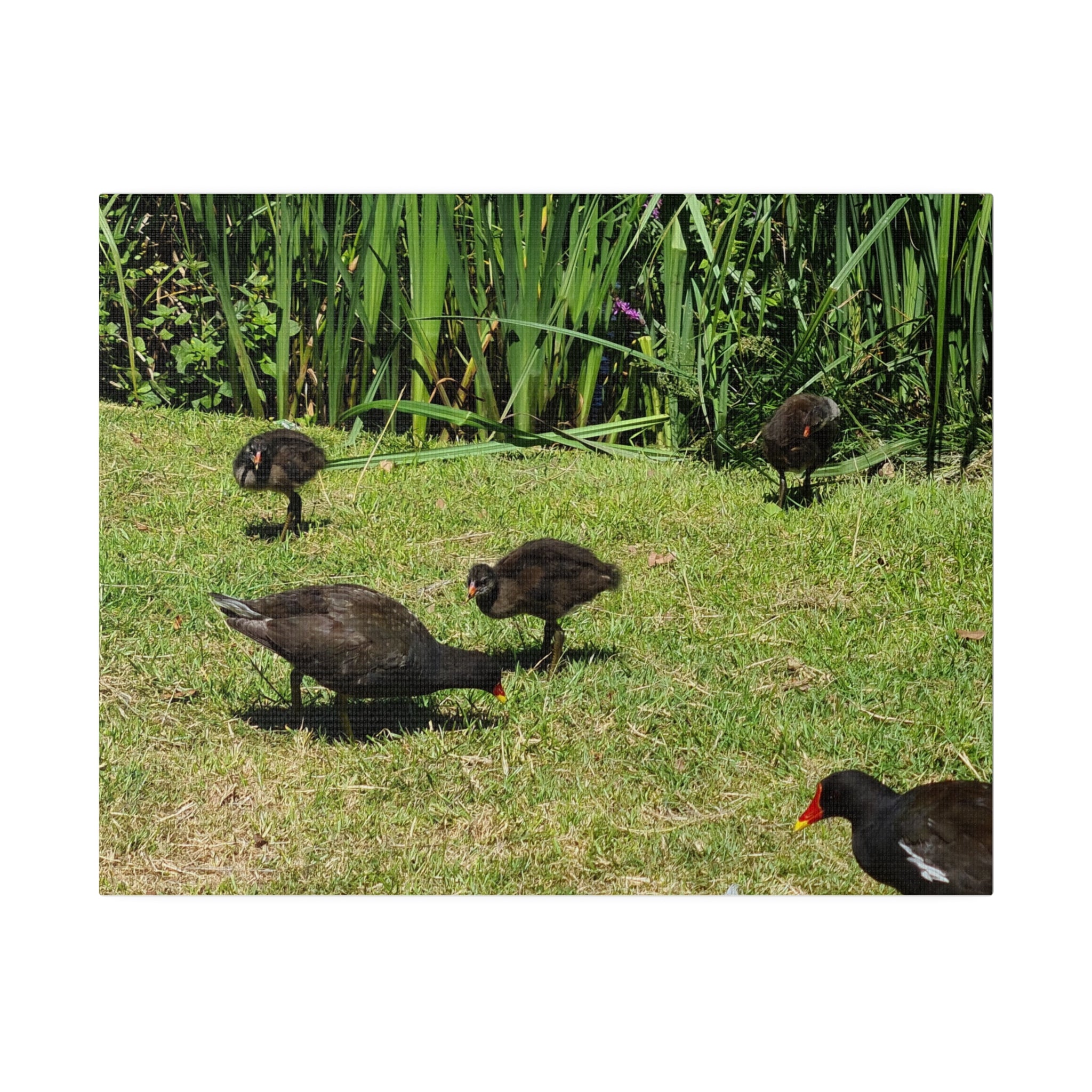 Baby Moorhen's And Their Parents Close Up Canvas - The Trio Synergize Group